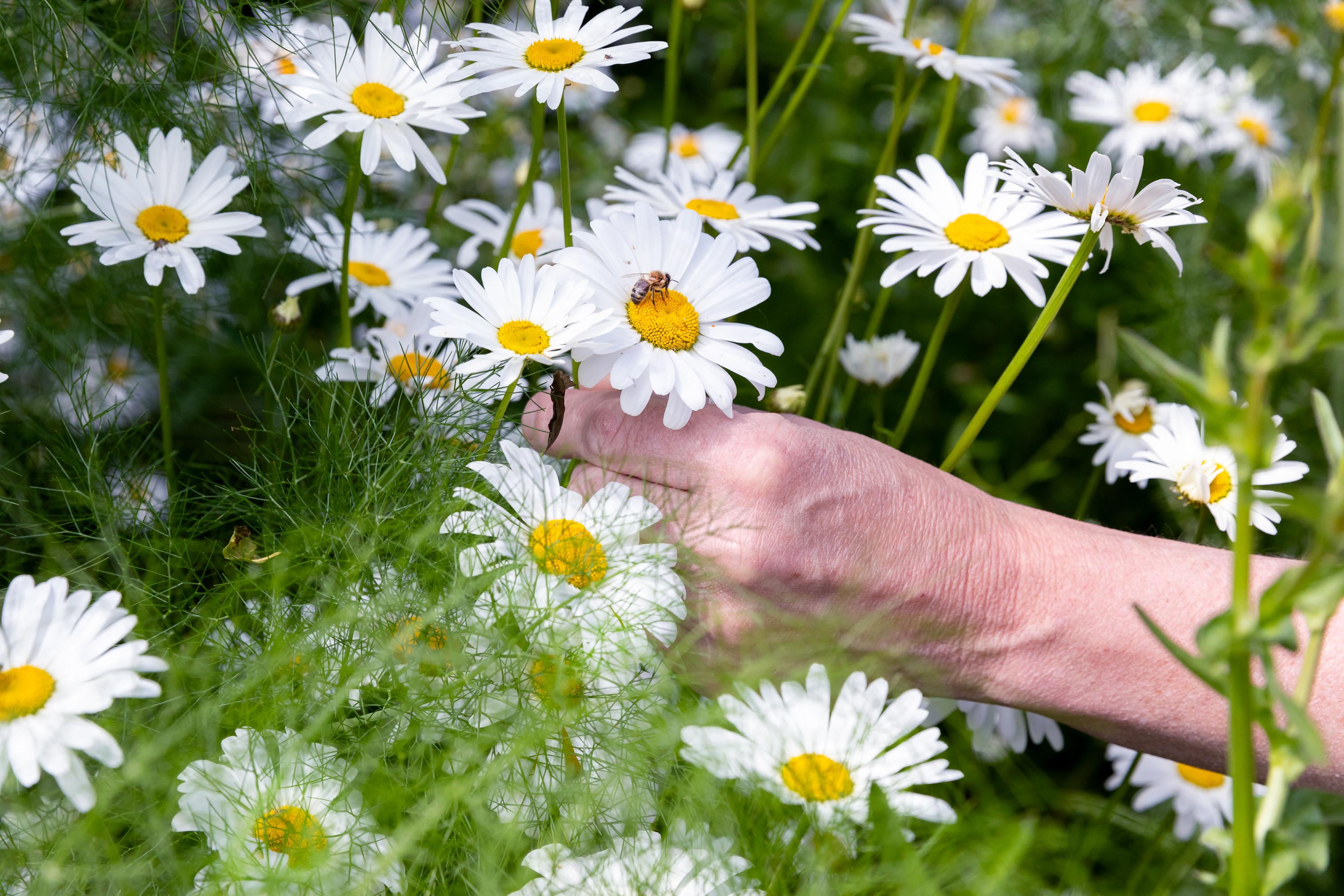 bloemen, biodiversiteit