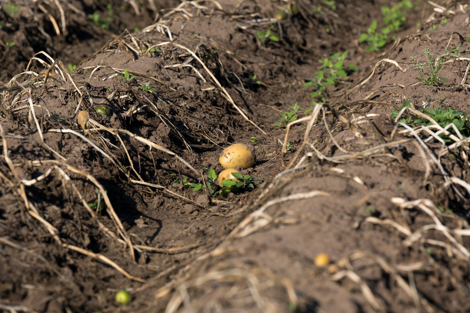 perceel met grond en aardappelen