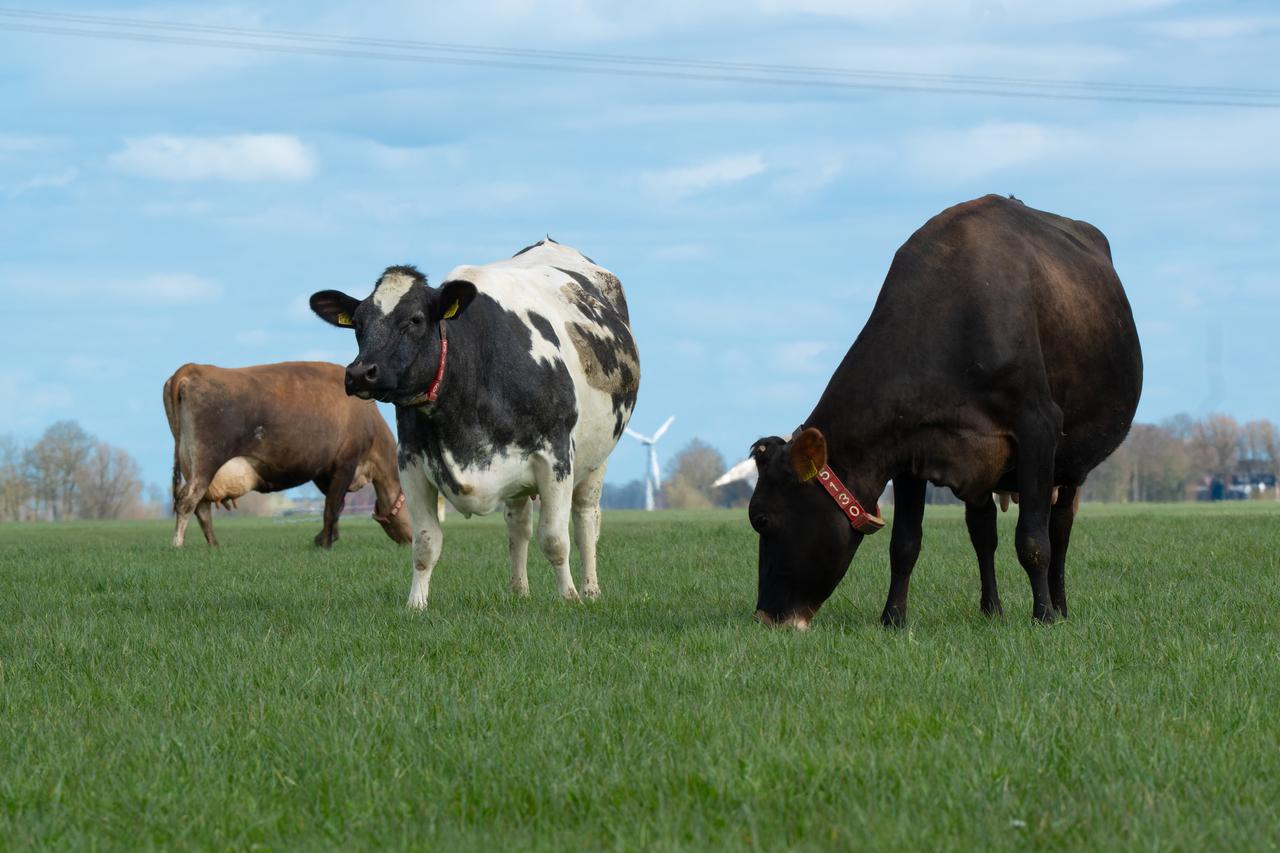 Dansende holstein en jersey
