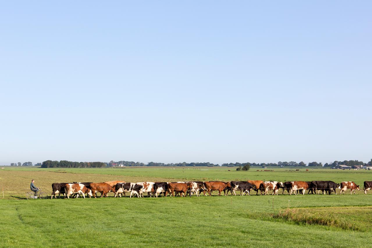 boer haalt op de fiets zijn koeien uit de wei om te gaan melken