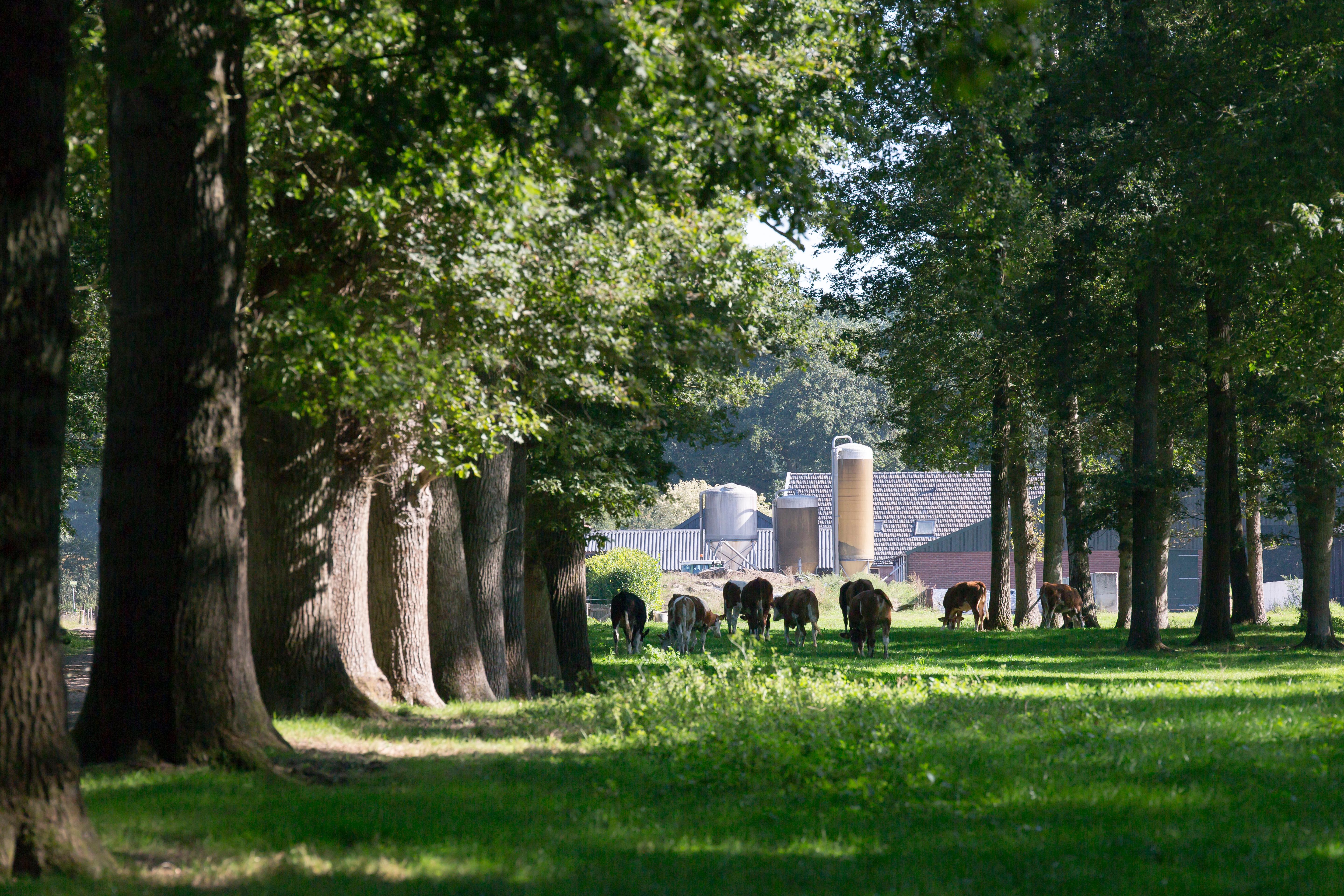 Koeien grazen tussen bomen bij boerderij