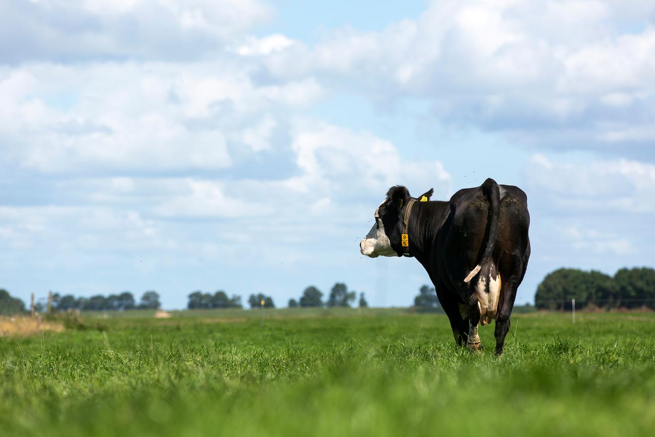 koe lopend in de wei