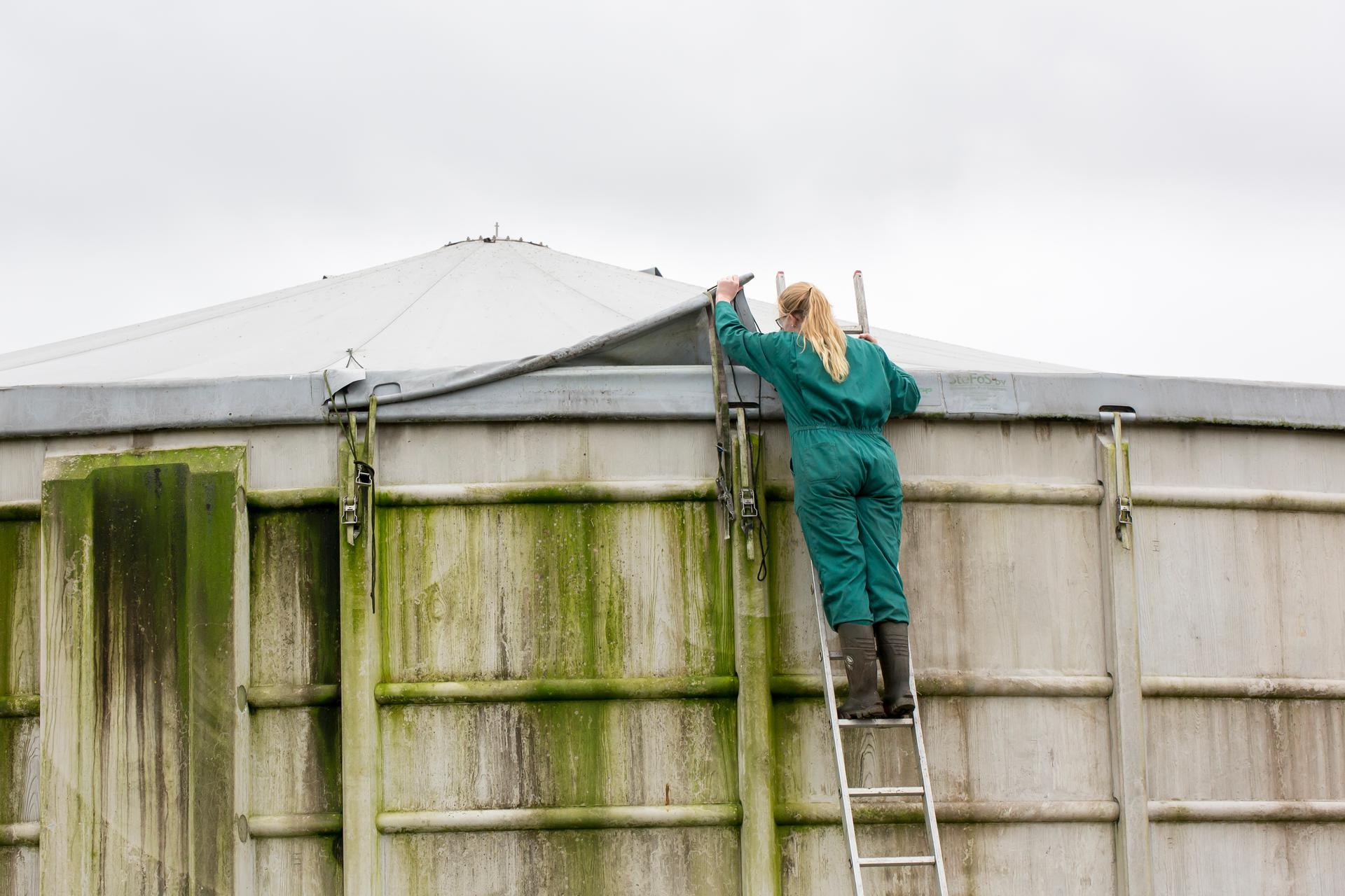 boerin kijkt in mestopslag op een ladder