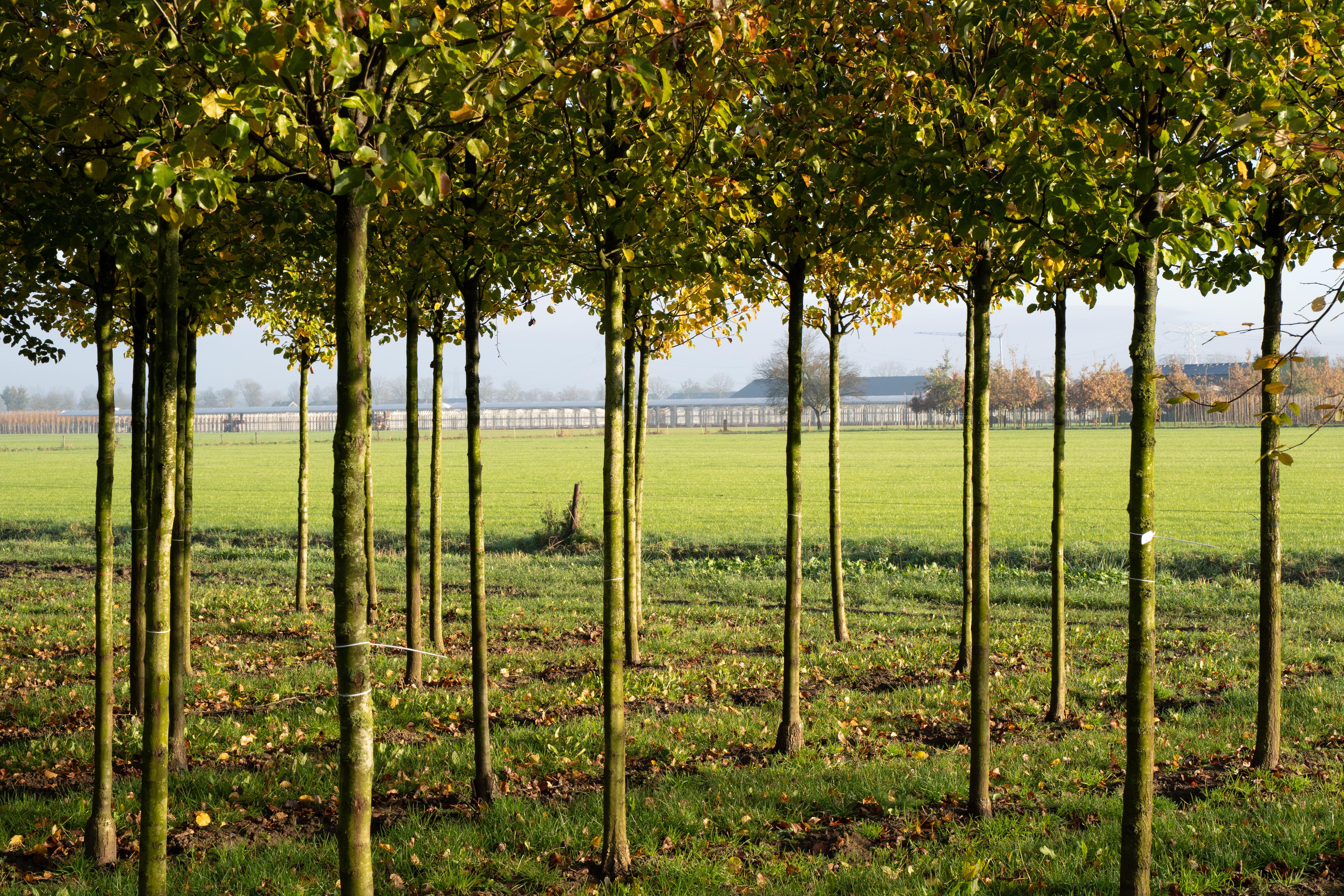 Bomen in een landschap