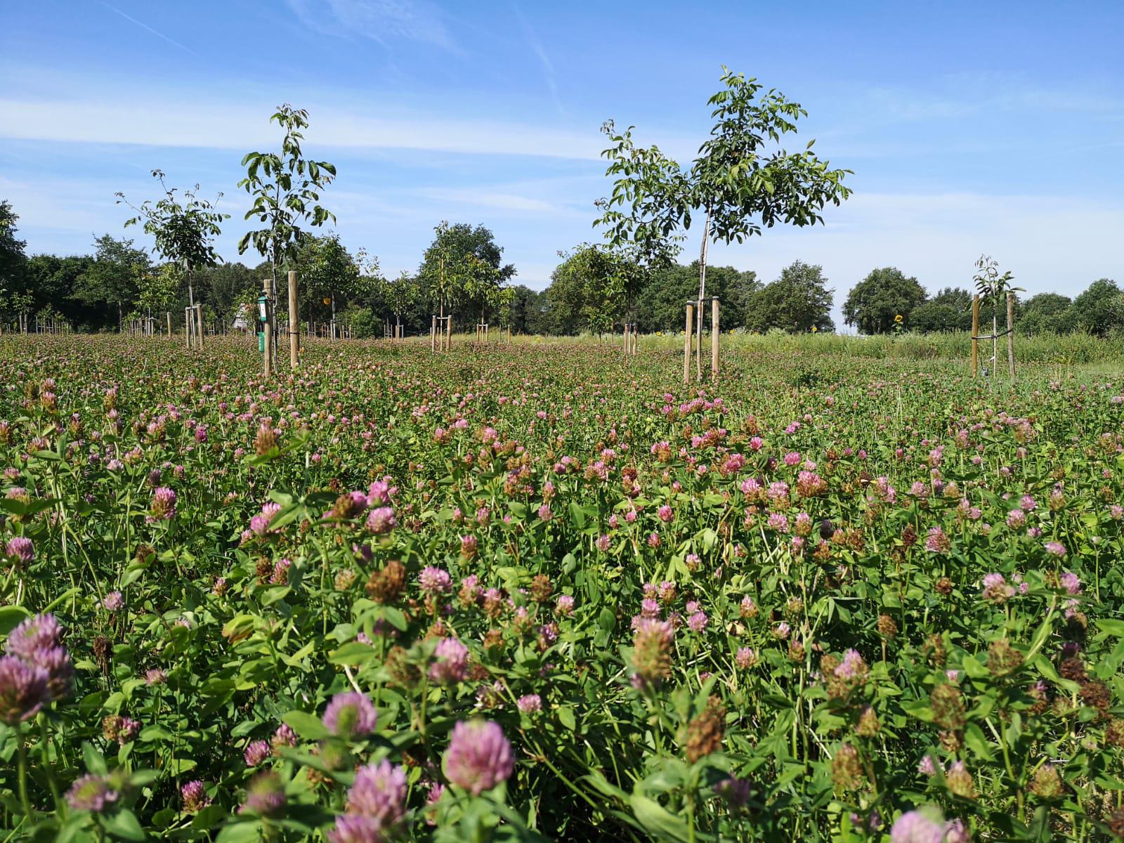 Bomen en rode klaver