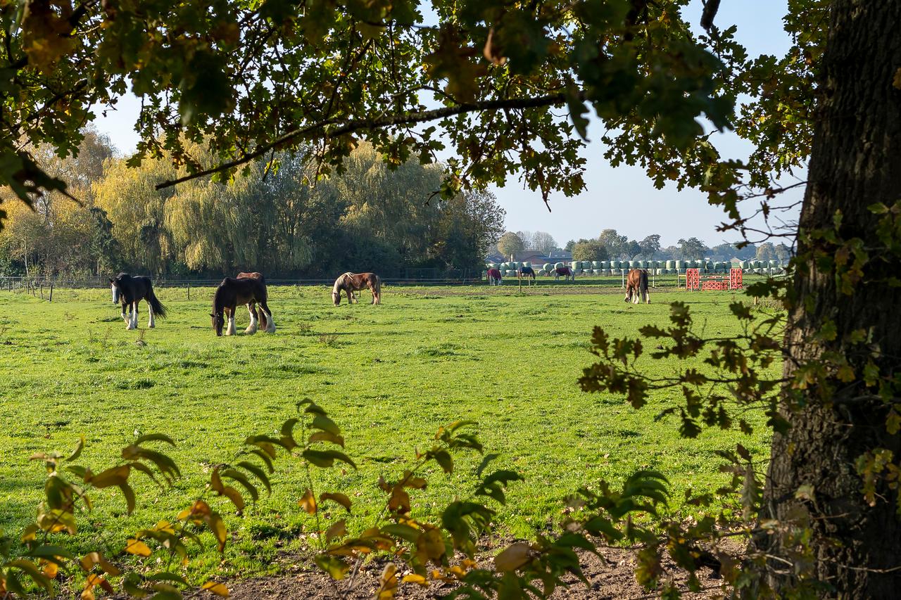 Paarden in een weiland