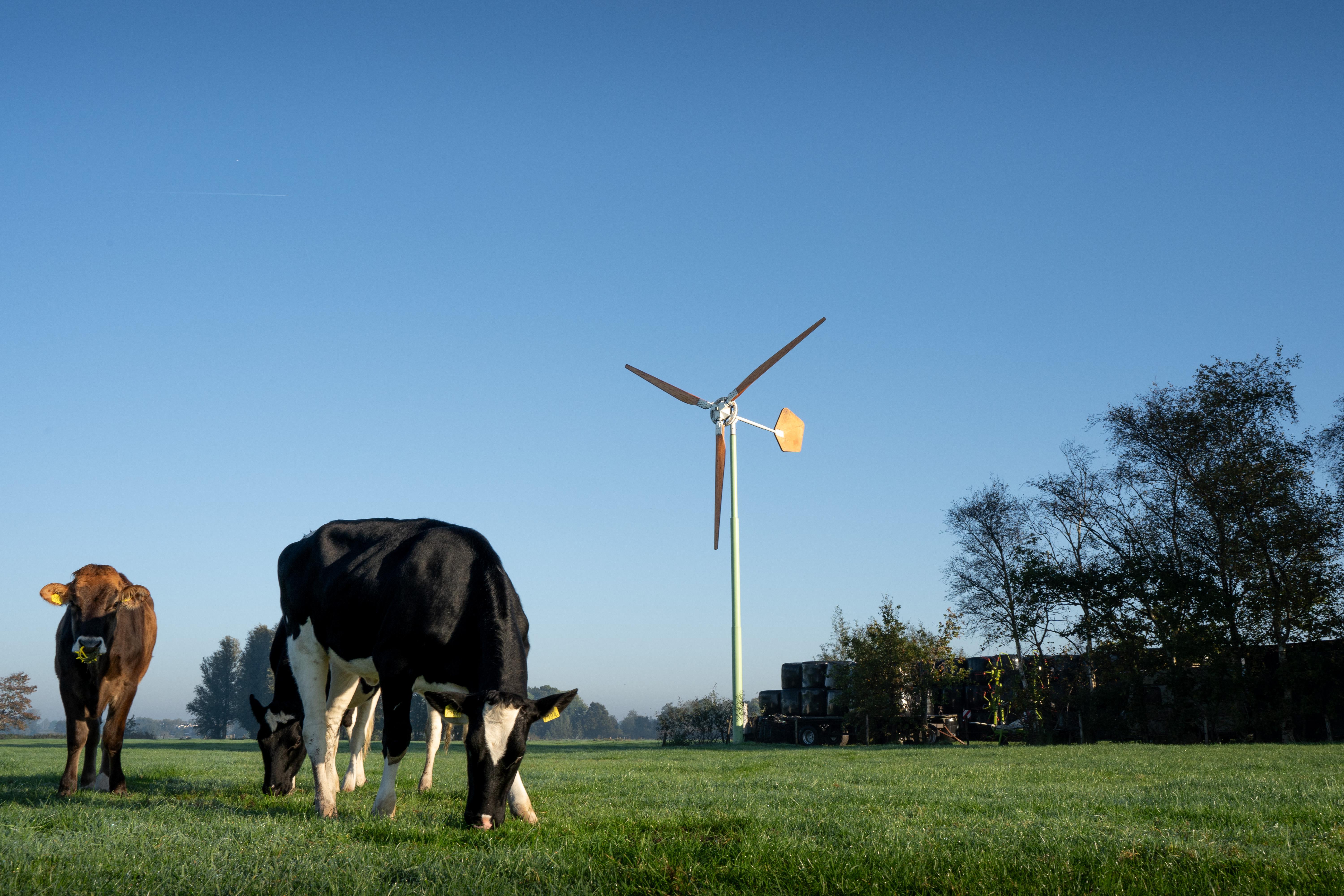 Boerderij windmolen met koe