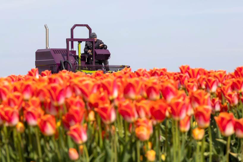 Werknemer tussen de tulpen