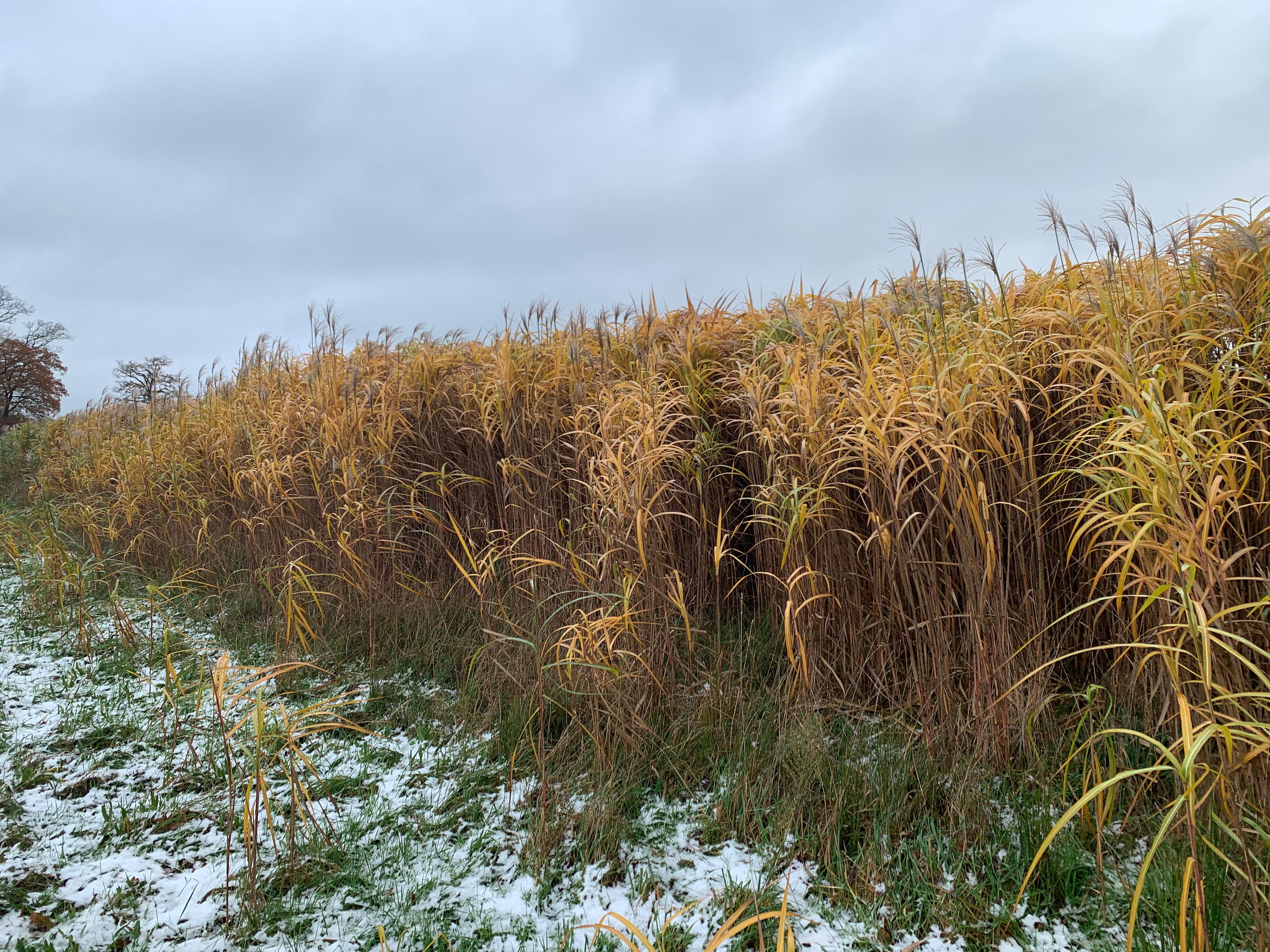 Miscanthus Laren Gelderland