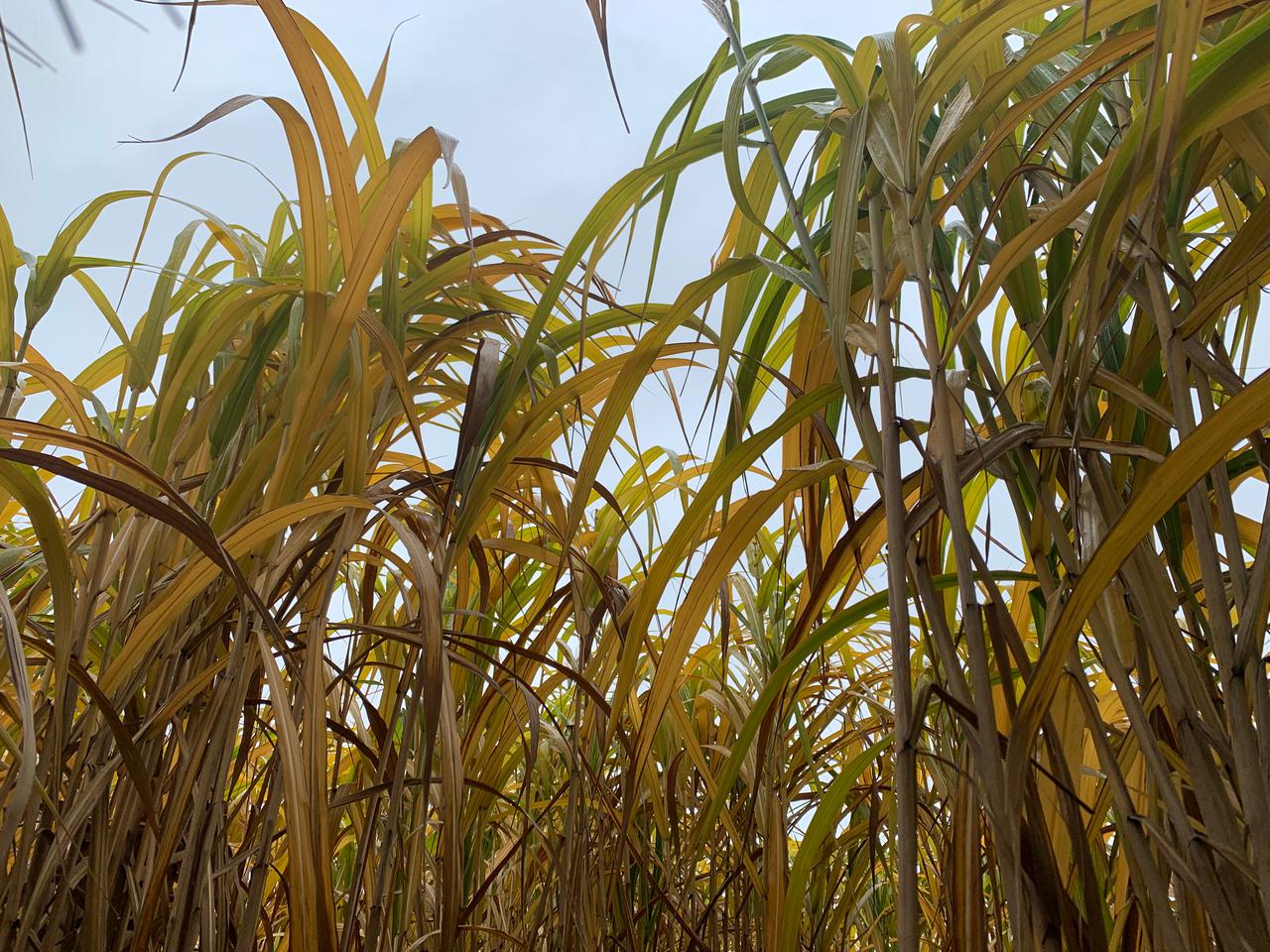 Miscanthus Laren Overijssel