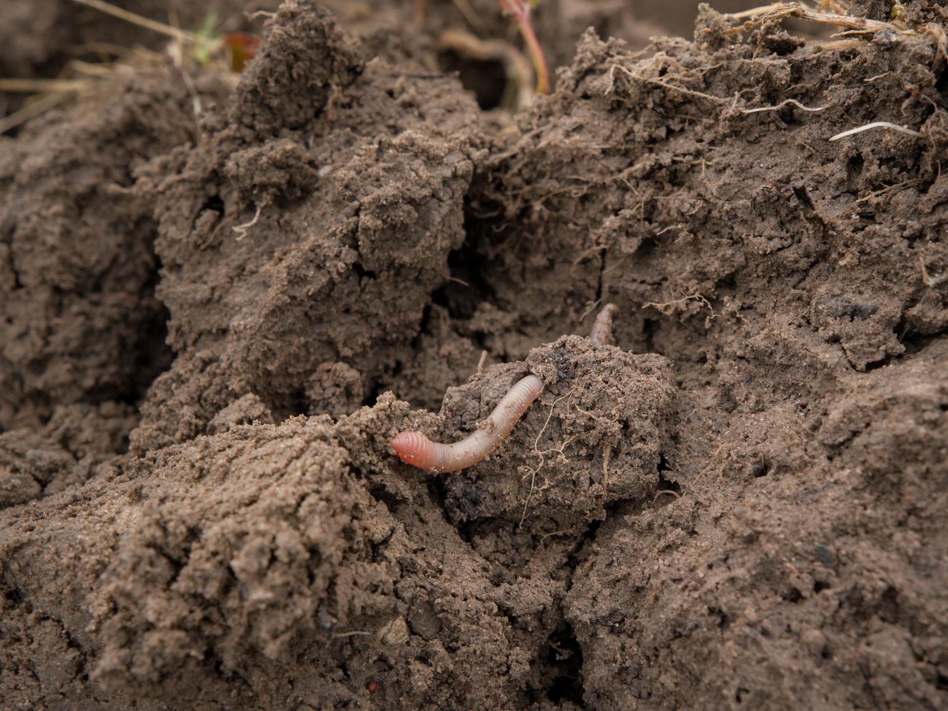 worm in grond