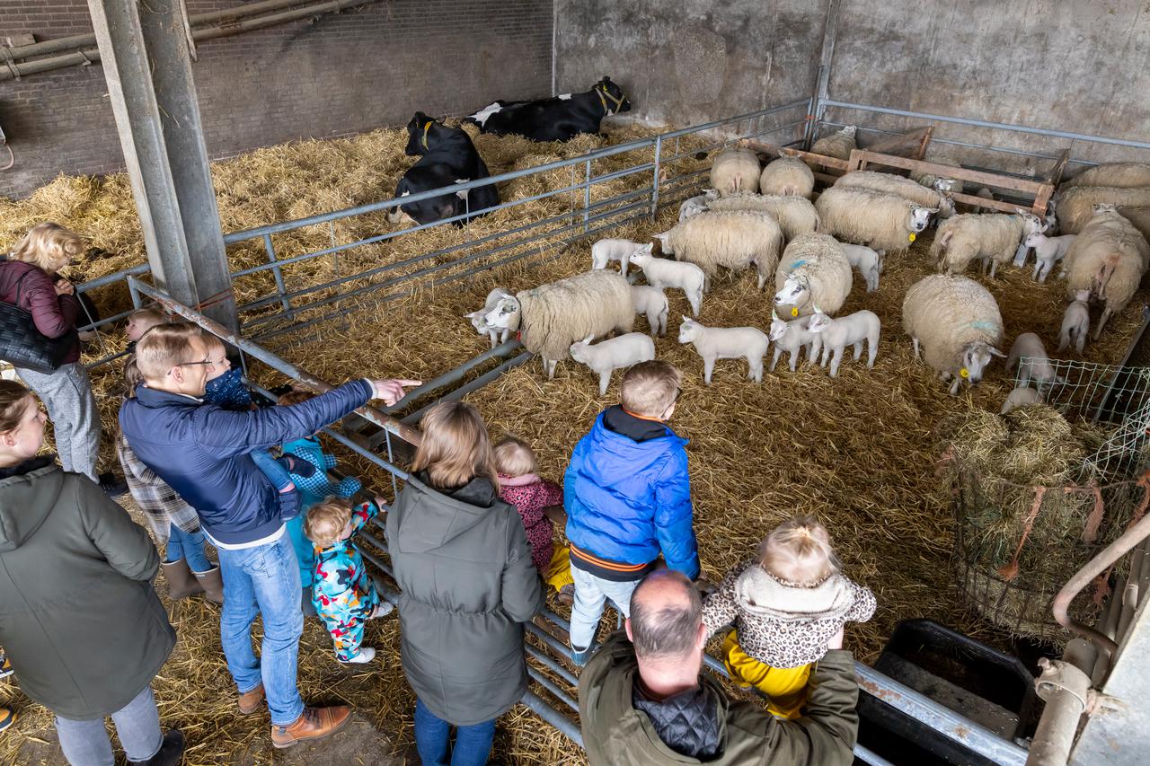 Multifunctionele landbouw burgers in een stal met schapen en koeien