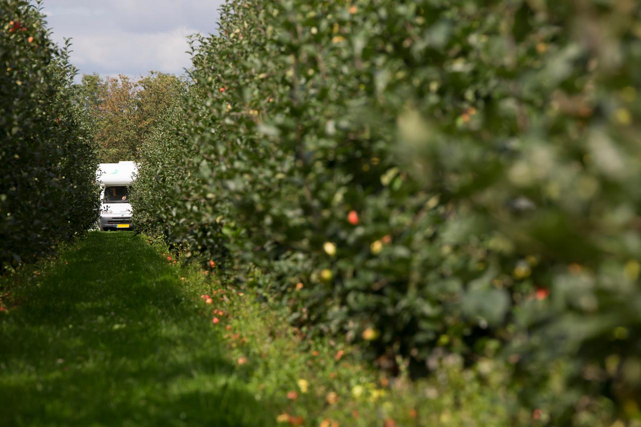 Camper in fruitbomengaard