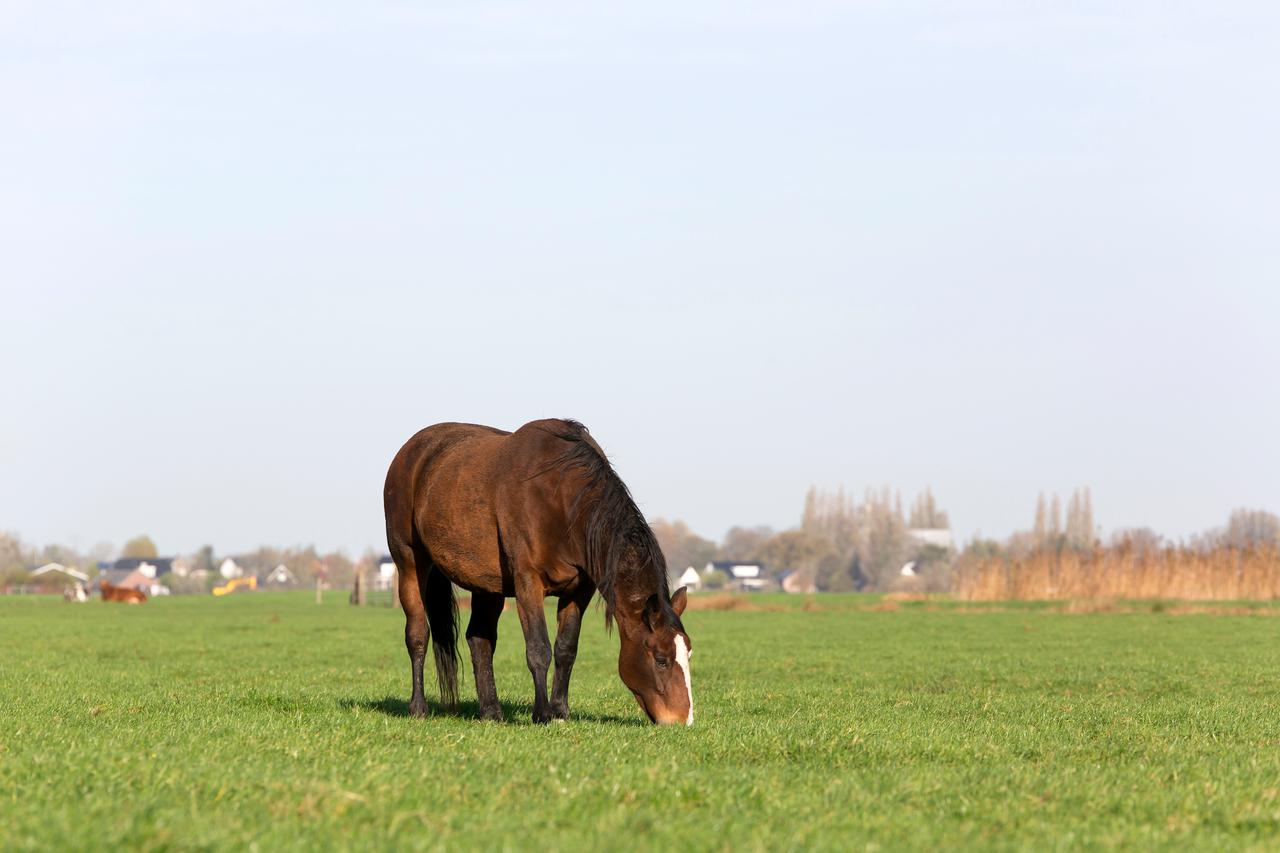 Paard graast in de wei