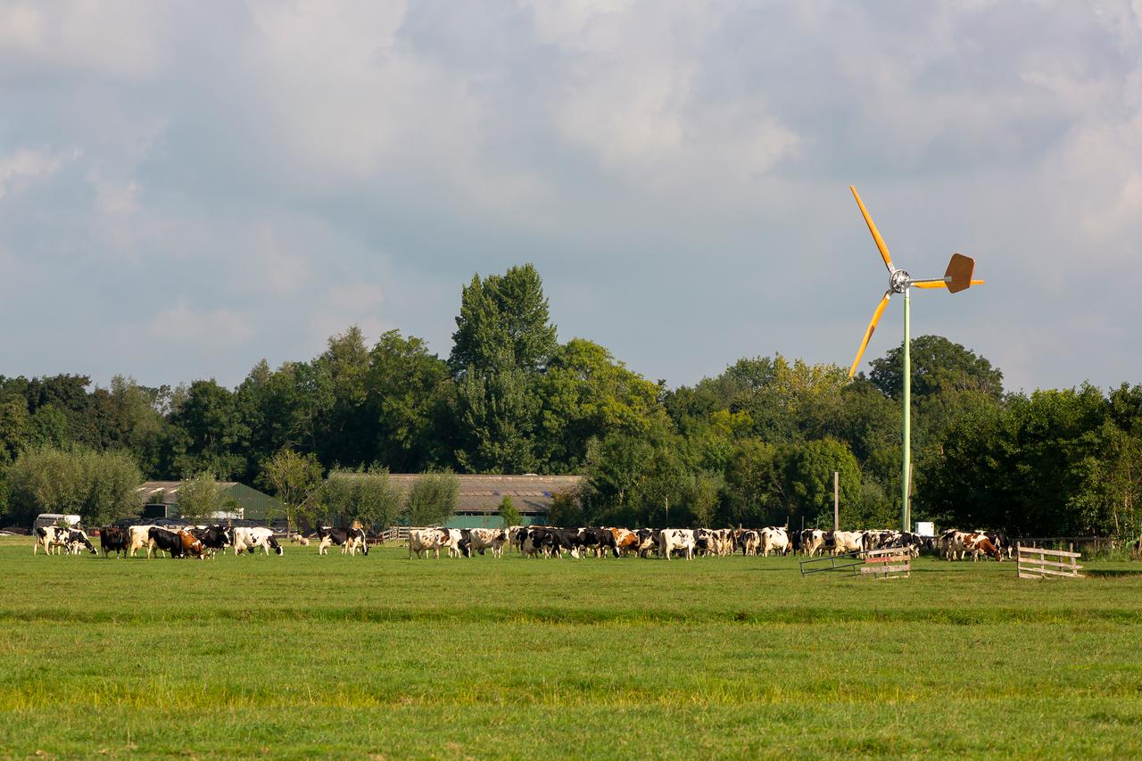 Groene hart boerderijwindmolen en koeien