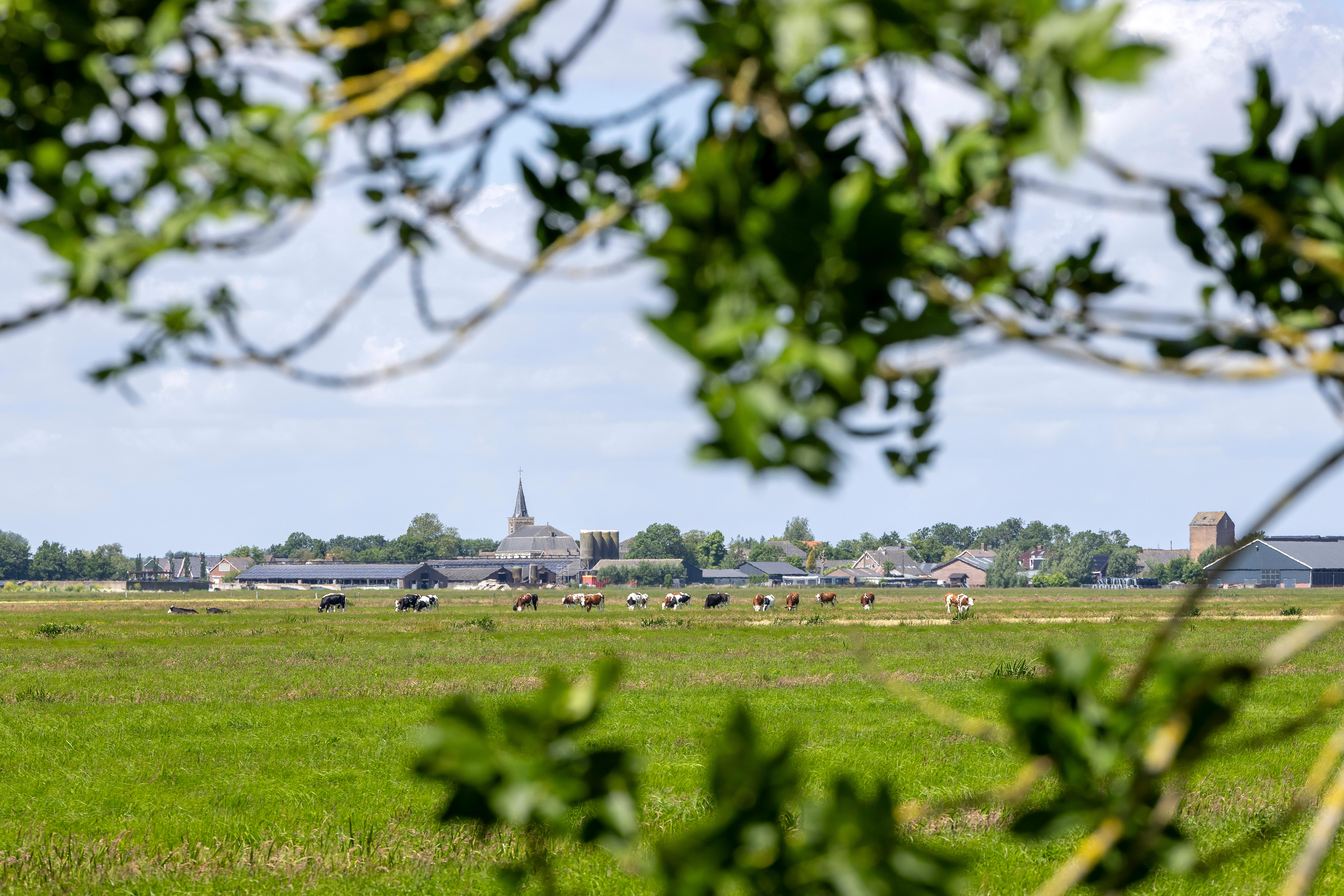 Weiland met koeien en uitzicht op een dorp