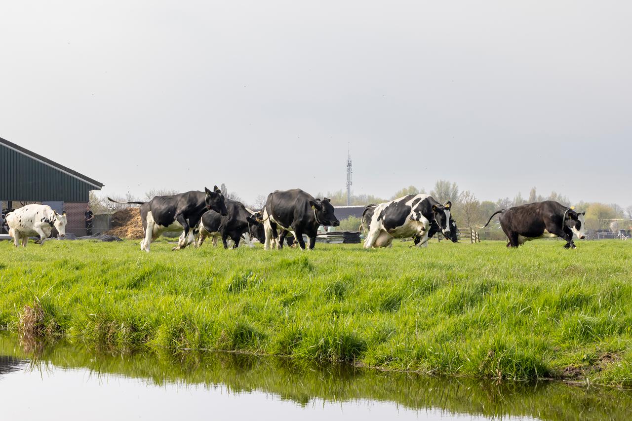 Koeien in het weiland