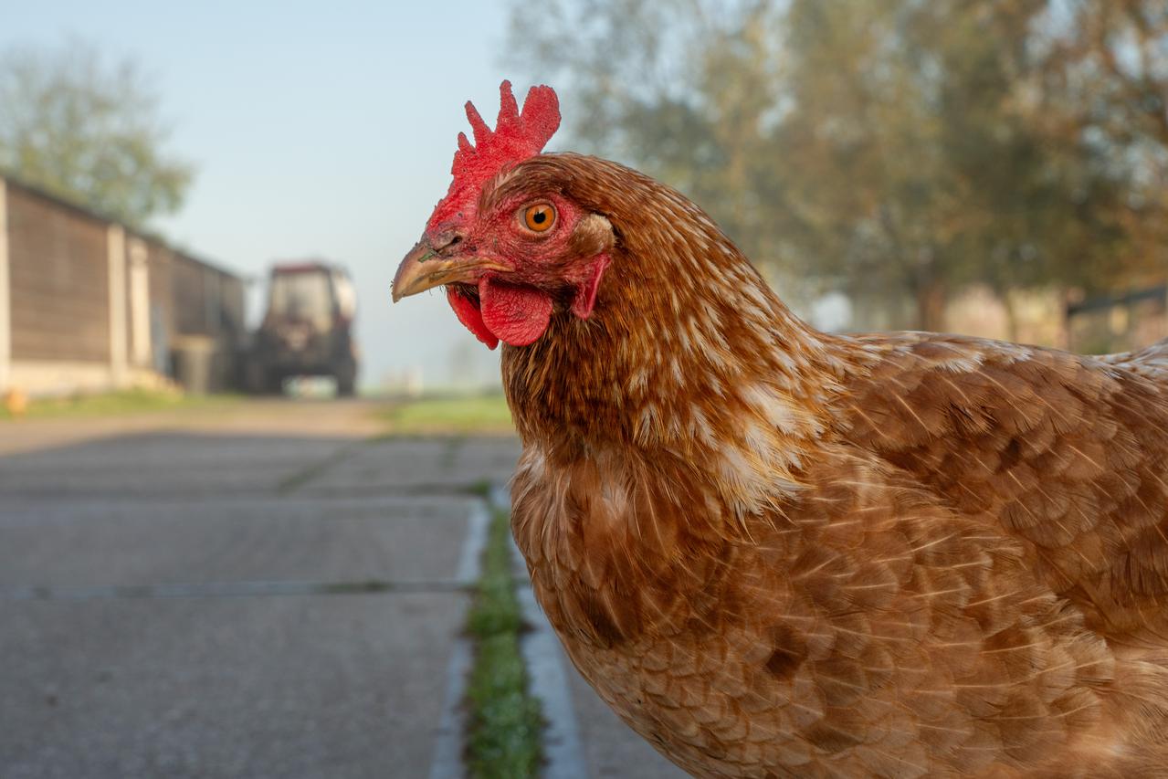 bruine kip en trekker op erf