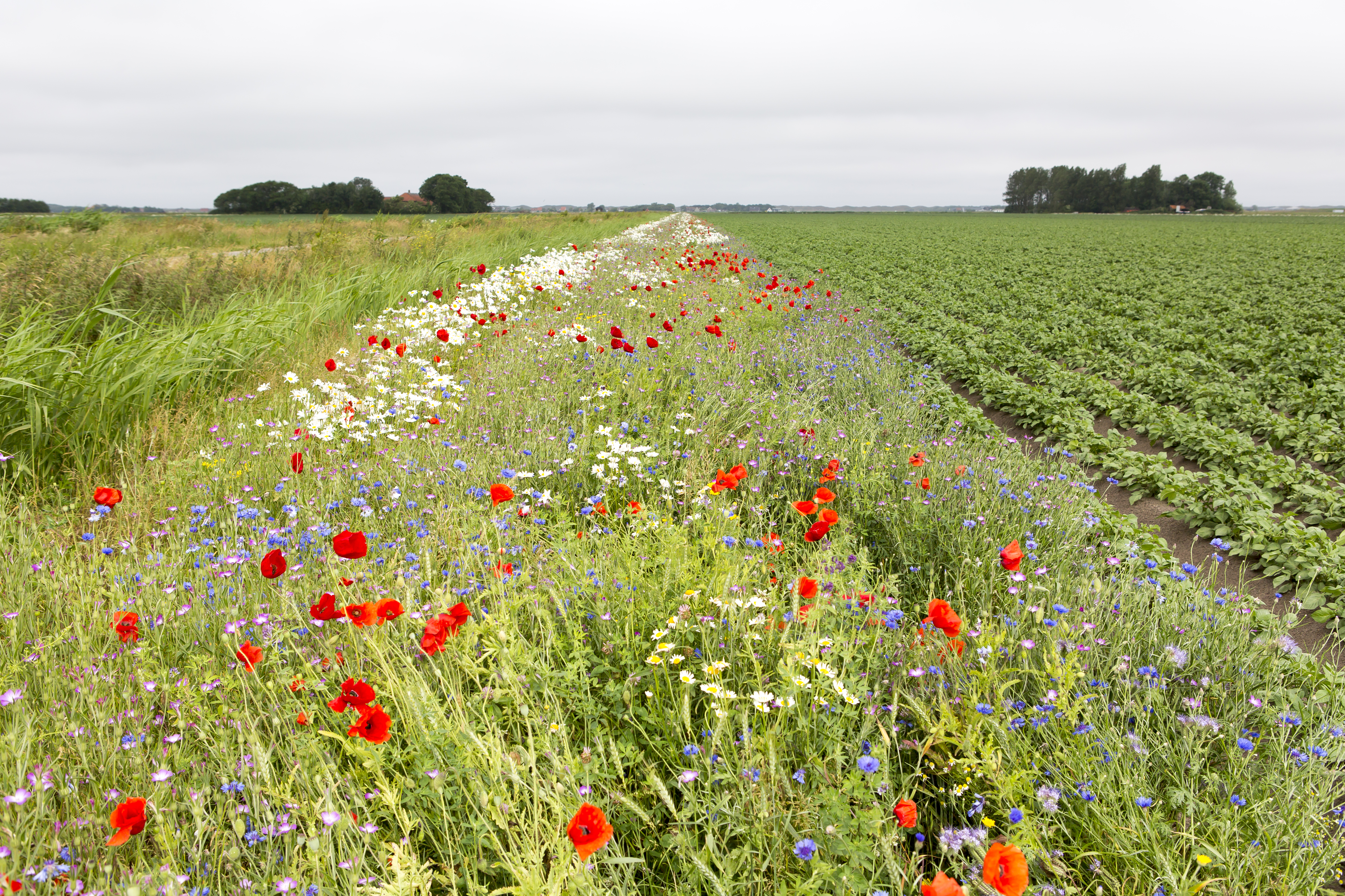 bloemen in een weiland
