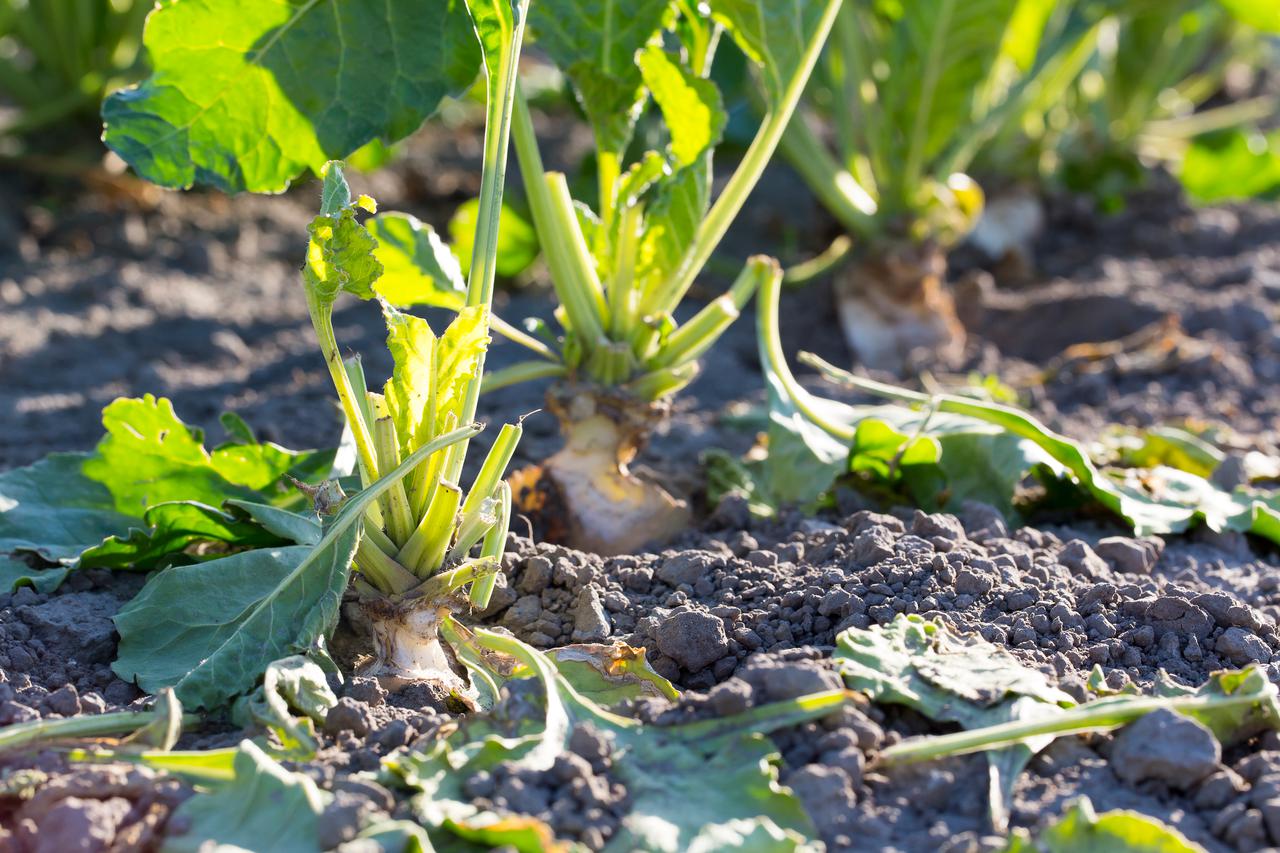 Aangevreten gewassen