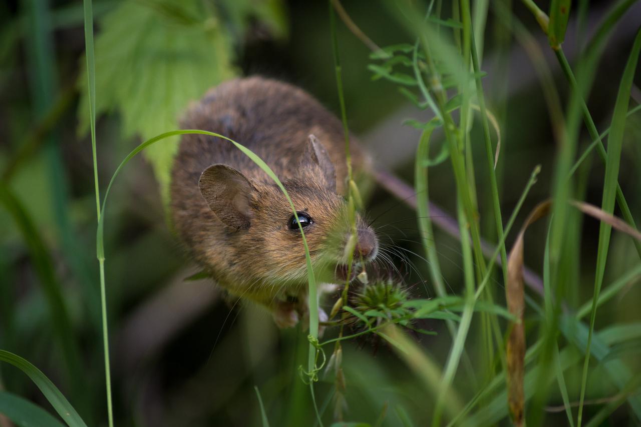 Muis in gras