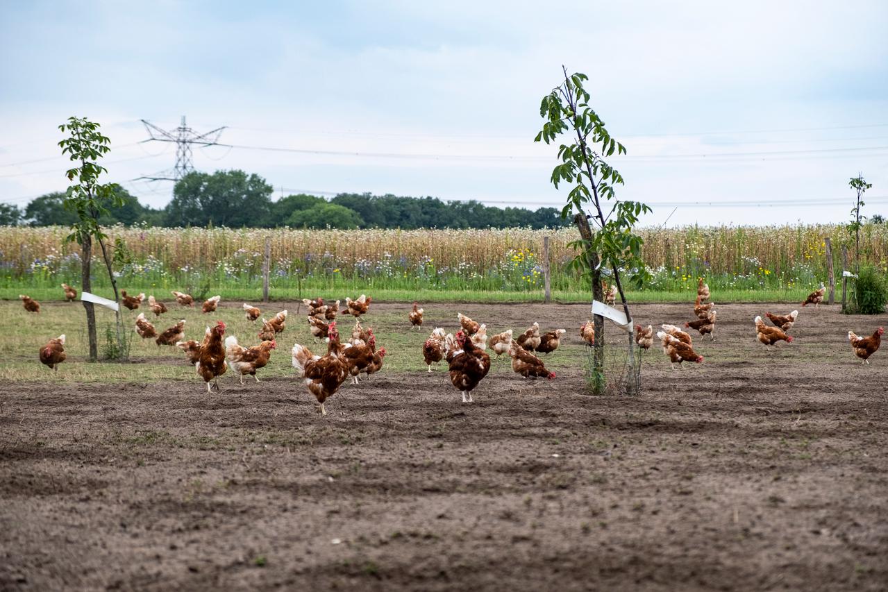 bruine kippen lopen buiten