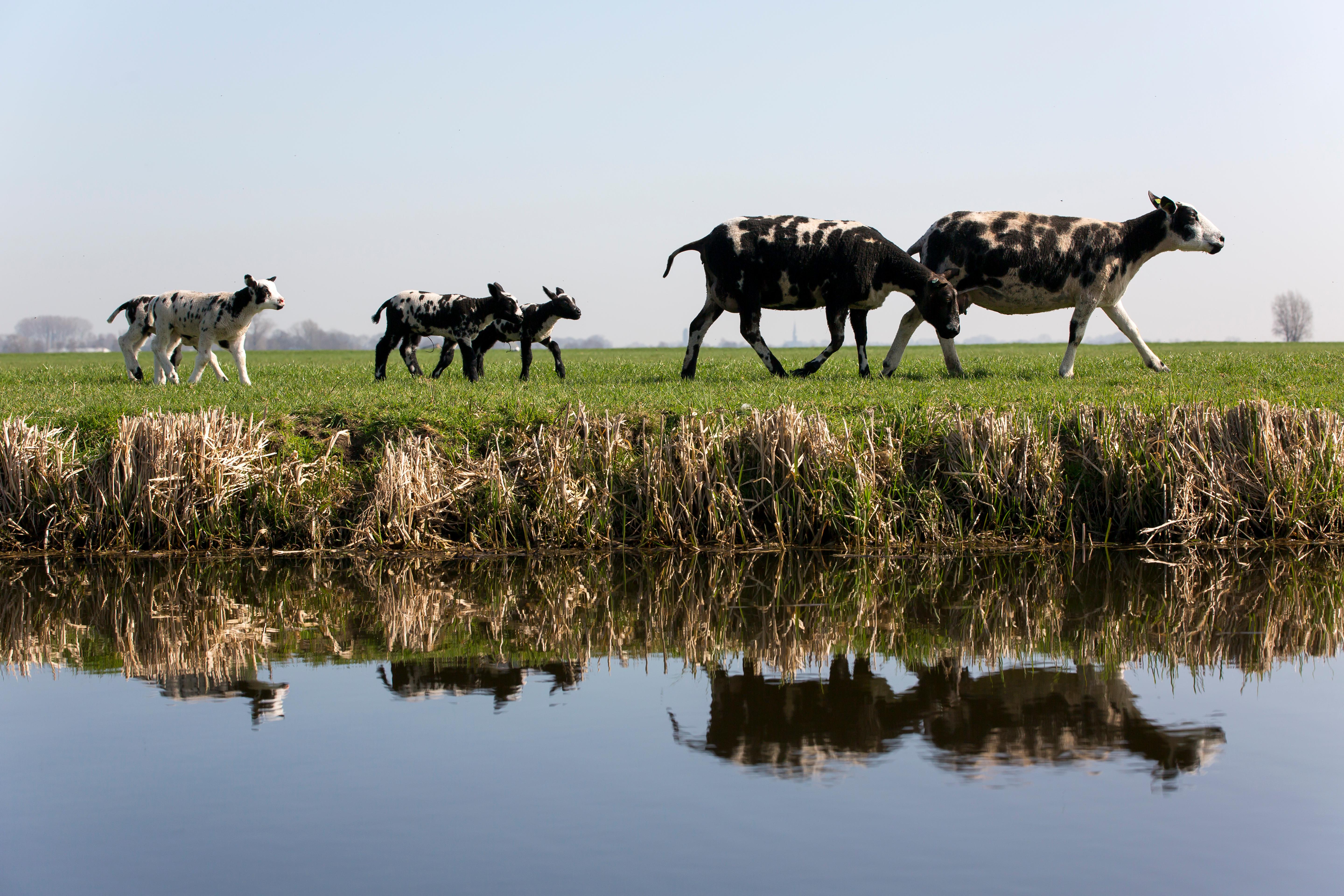 schapen in weiland