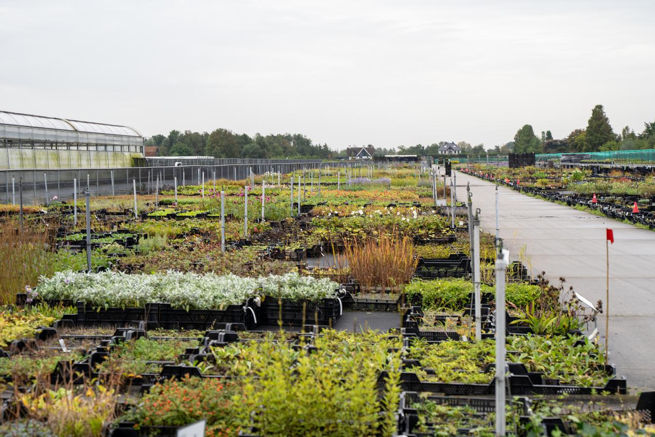 vaste planten bij kweker