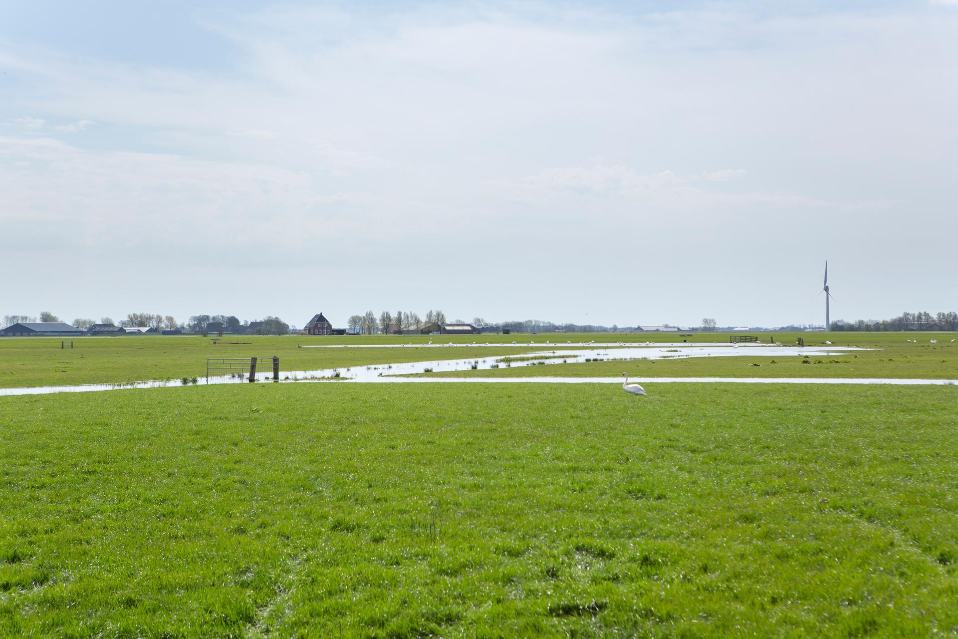 Weiland met natte plekken in Friesland