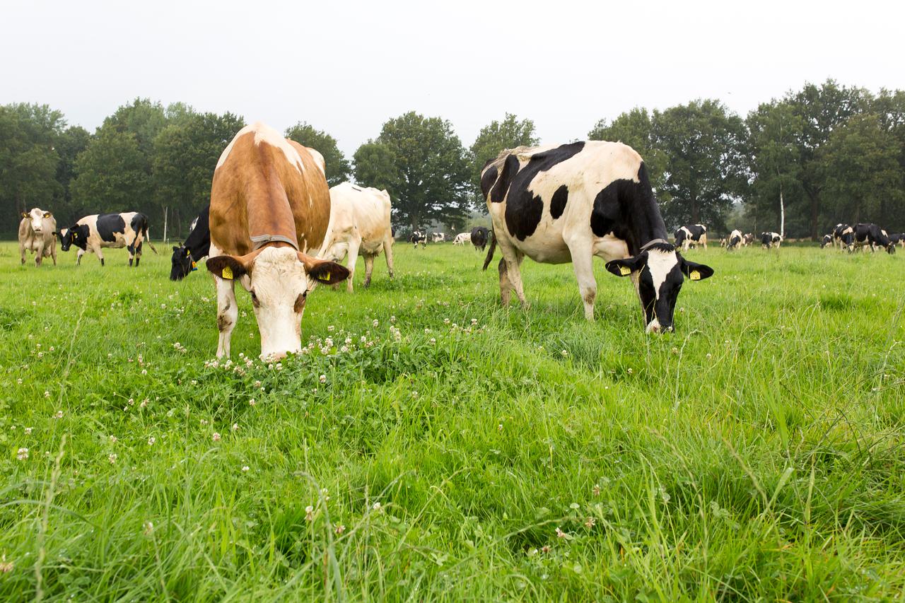 Koeien met kruidenrijk gras