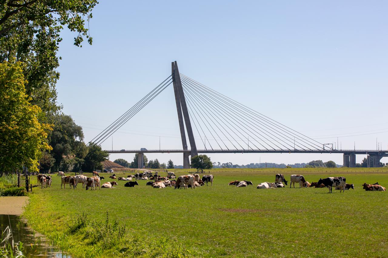 Koeien bij kampereiland