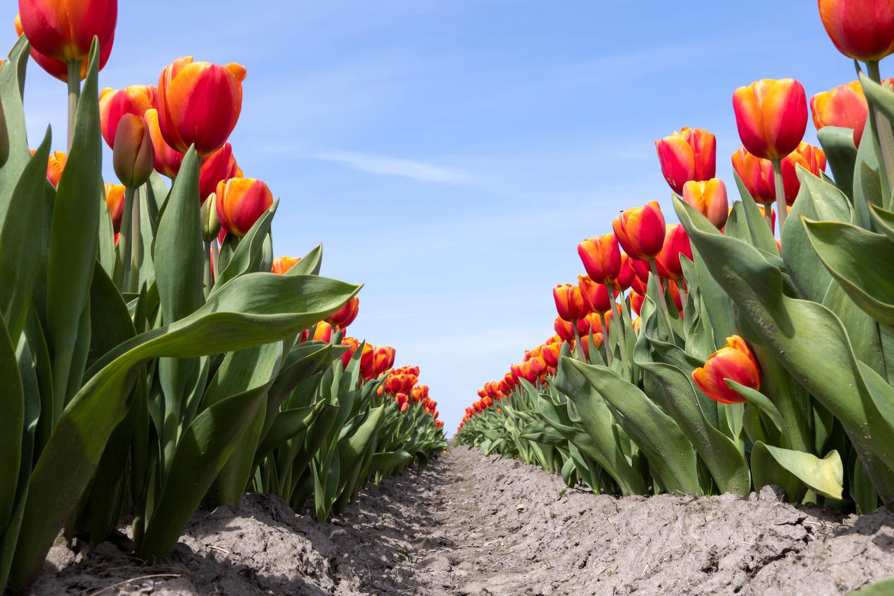 tulpen friesland