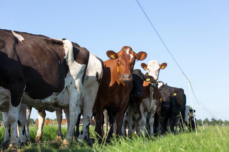 een roodbonte koe tussen zwartbonte koeien in de wei