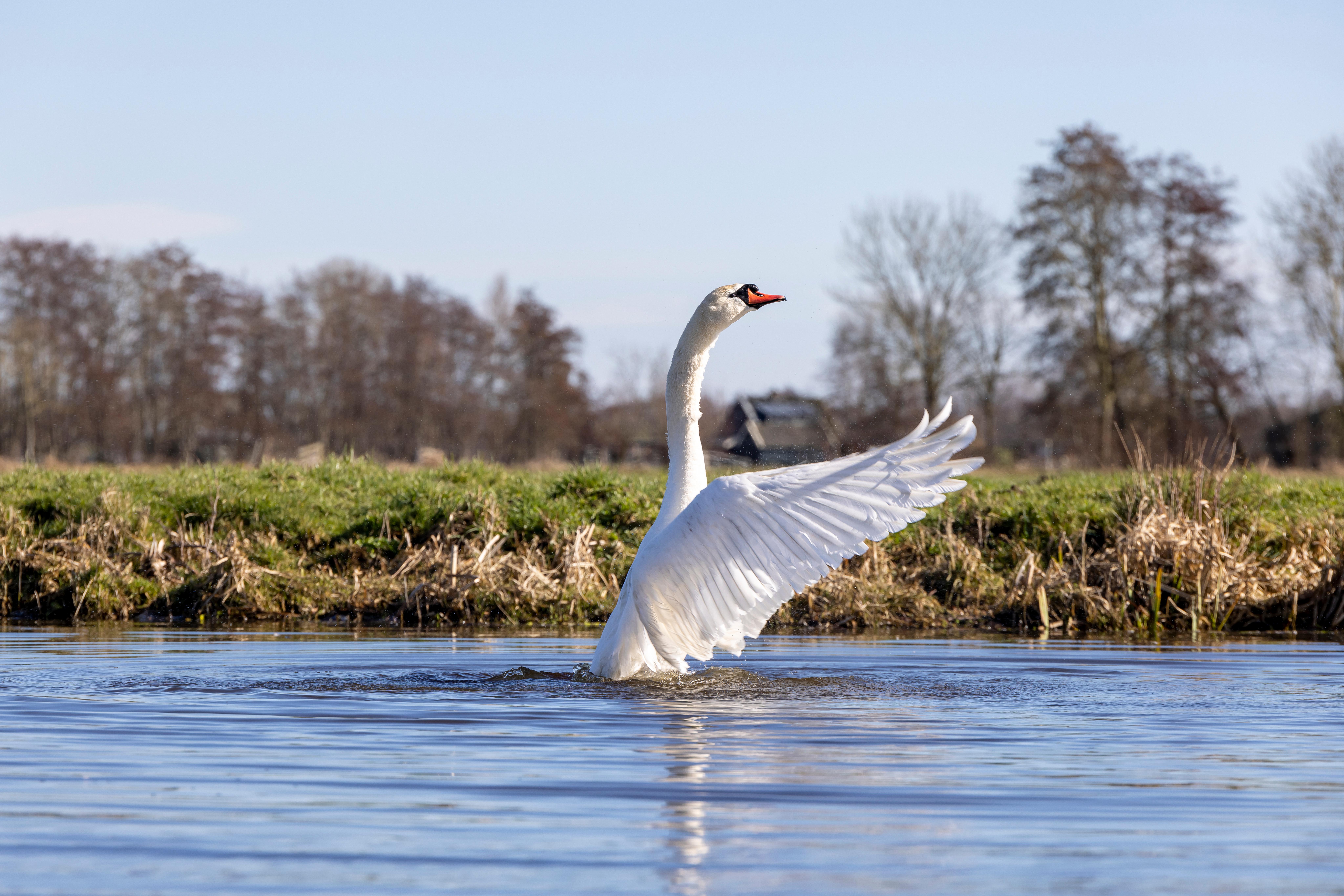 zwaan in sloot