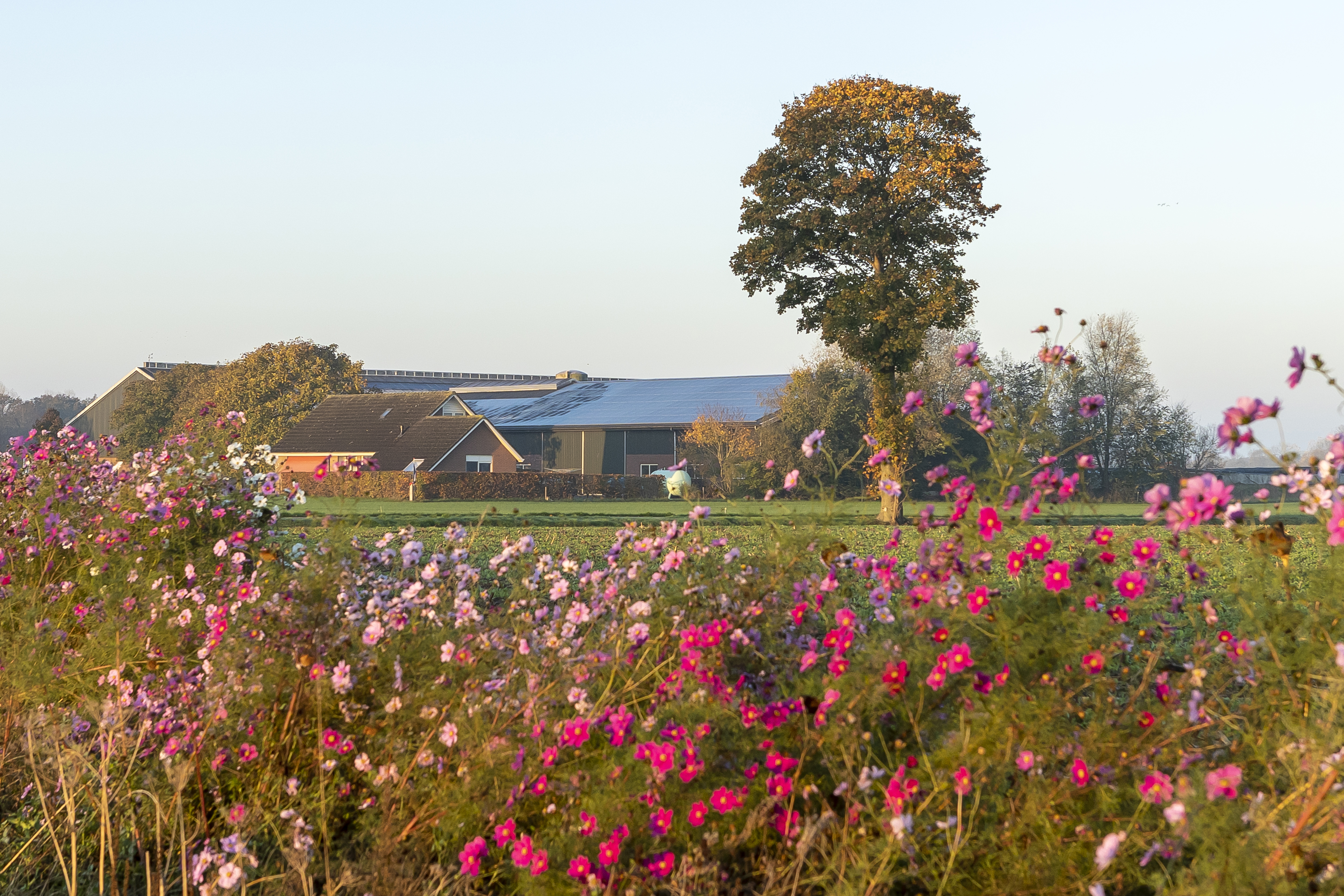 boerderij achter een rose-paarse bloemenrand