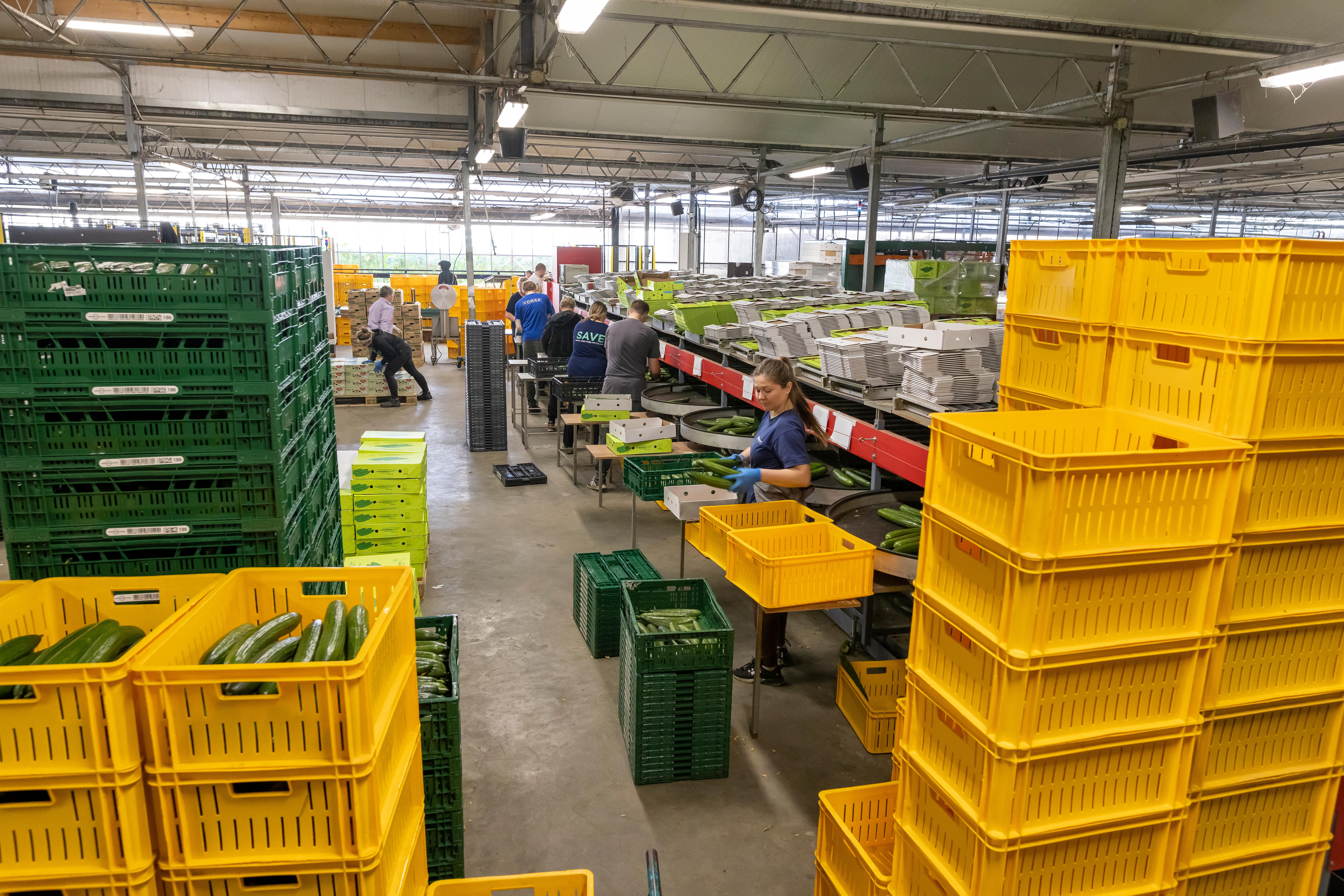 Medewerkers komkommers
