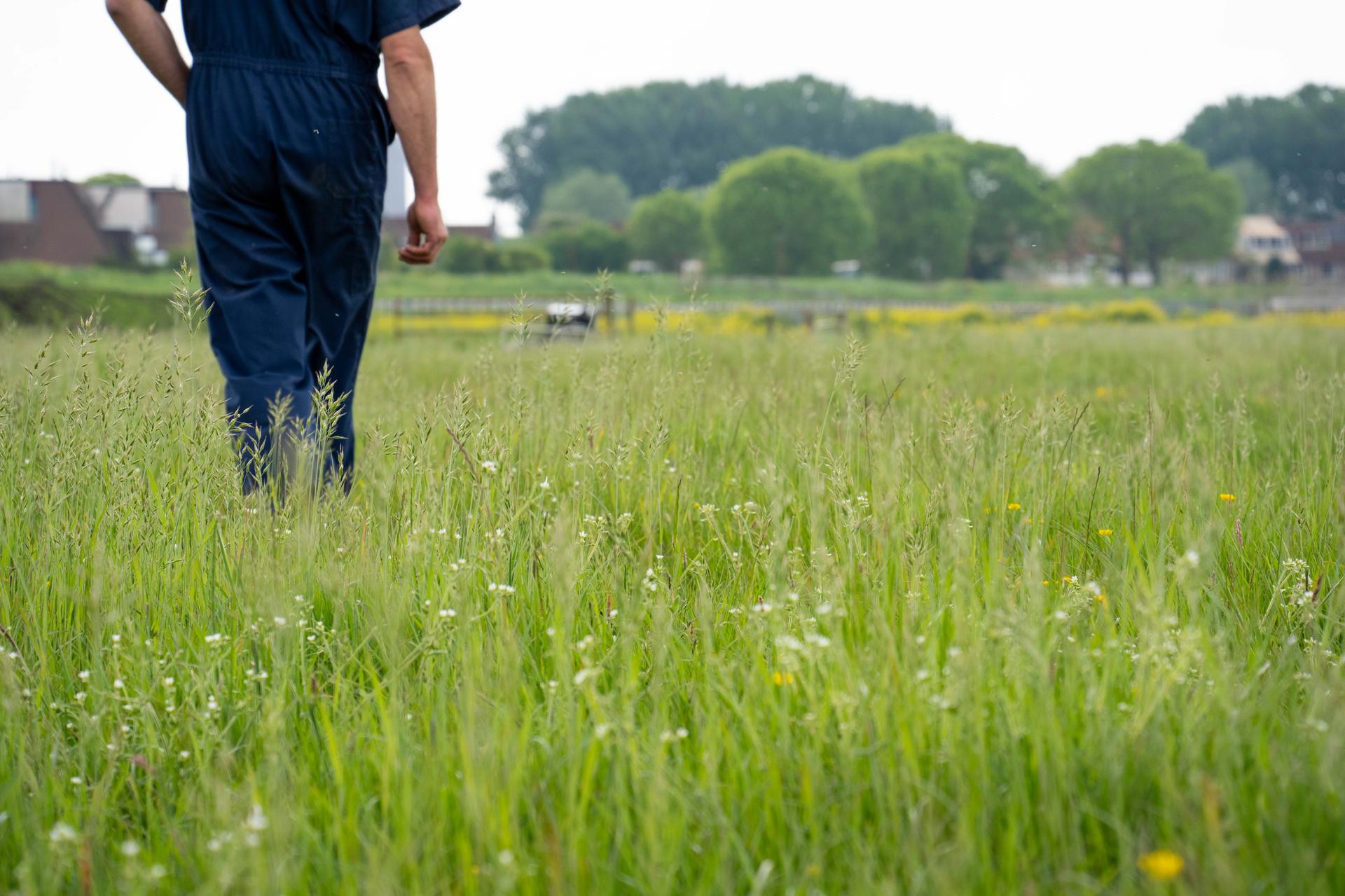 Boer in een weiland
