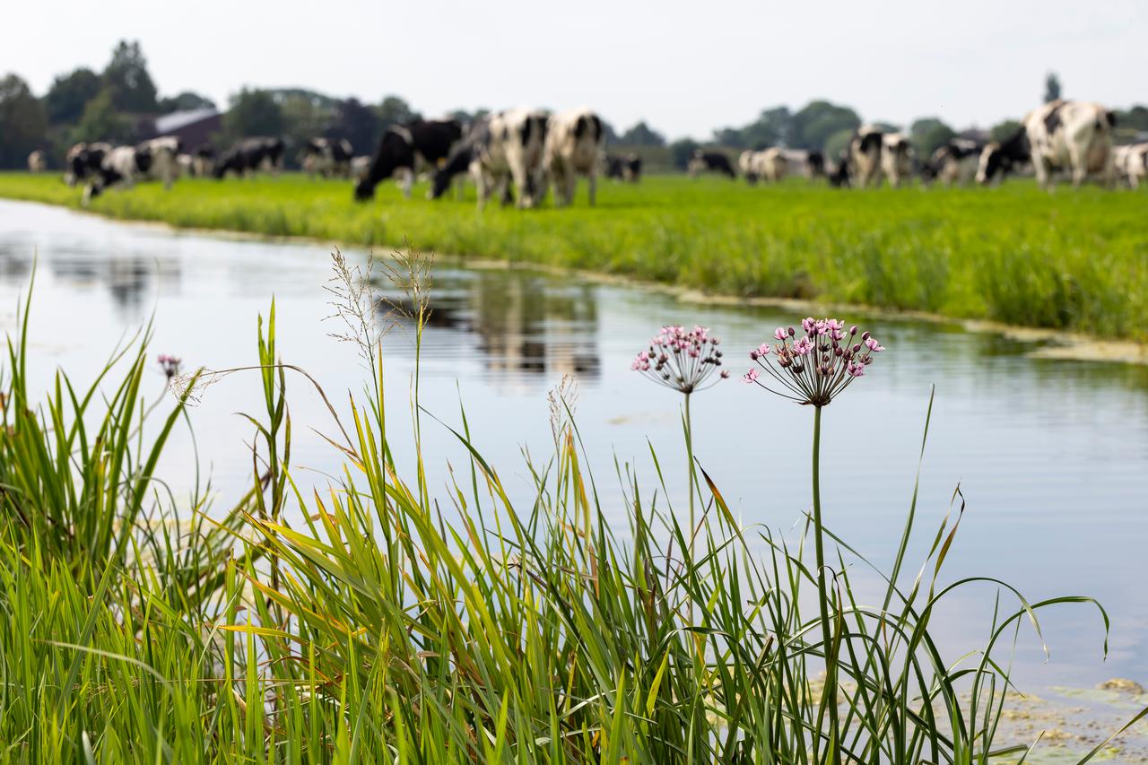 Bloemen langs een slootrand met koeien op de achtergrond