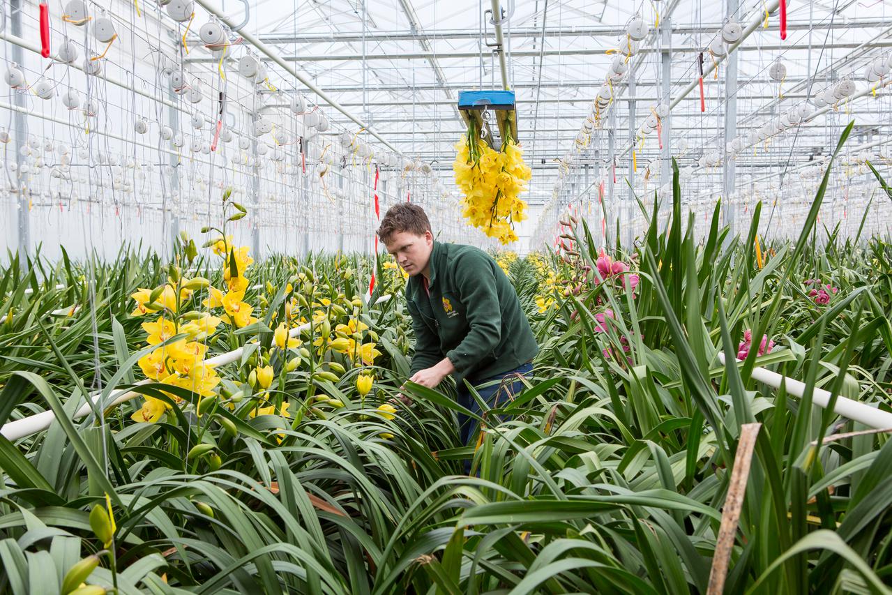 Medewerker in een kas controleert bloemen