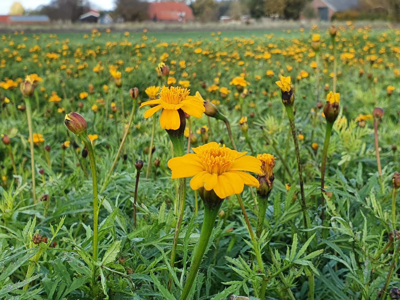 Tagetes - Afrikaantjes