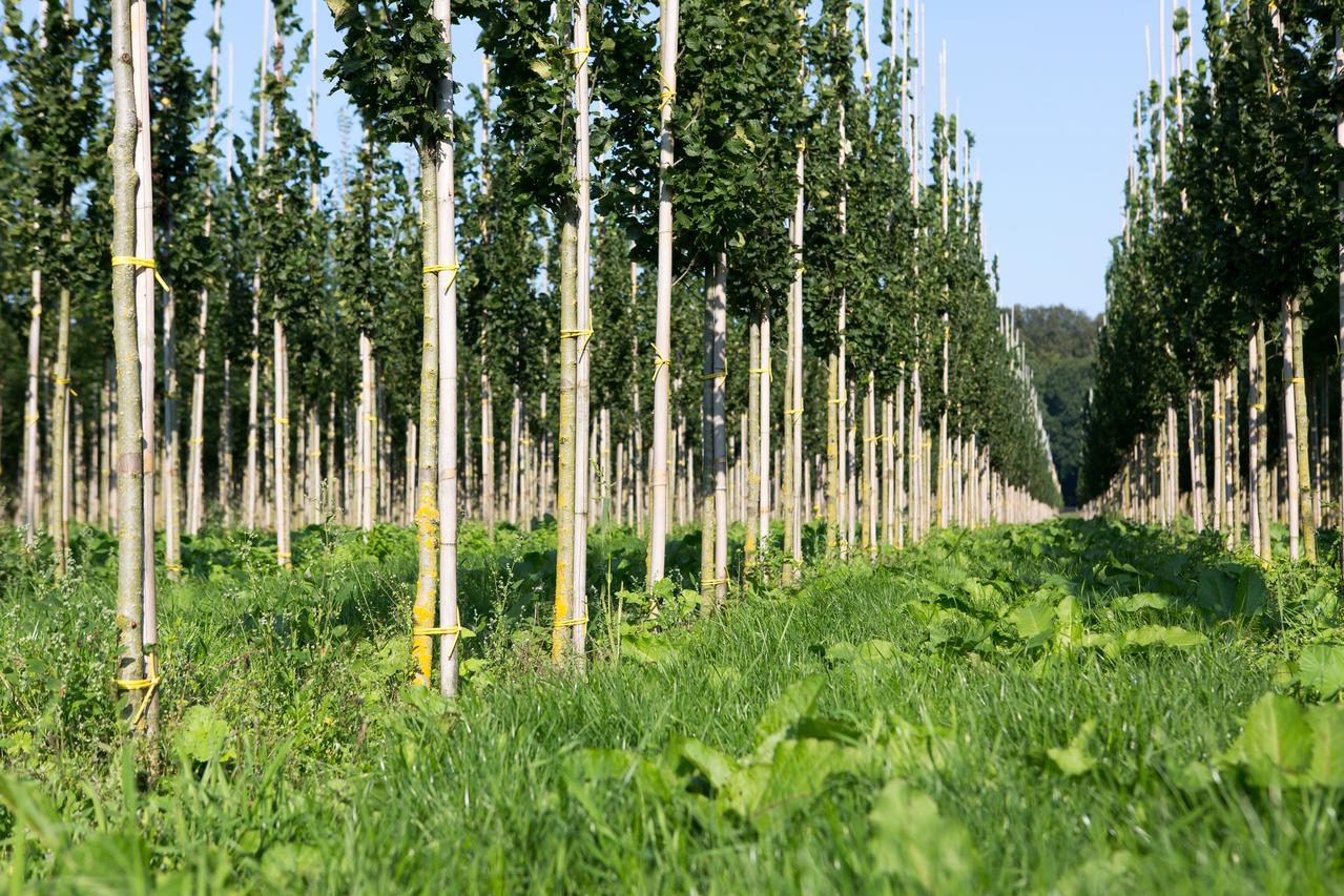 Bomen in een rij
