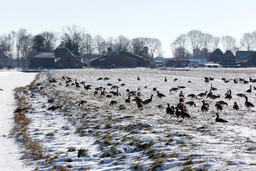 Ganzen op een winters weiland