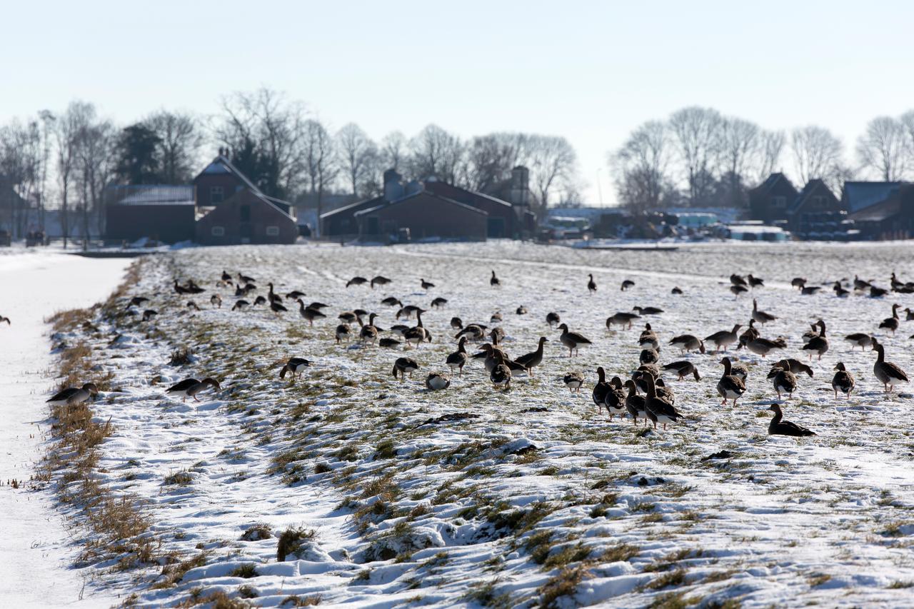 Ganzen op een winters weiland