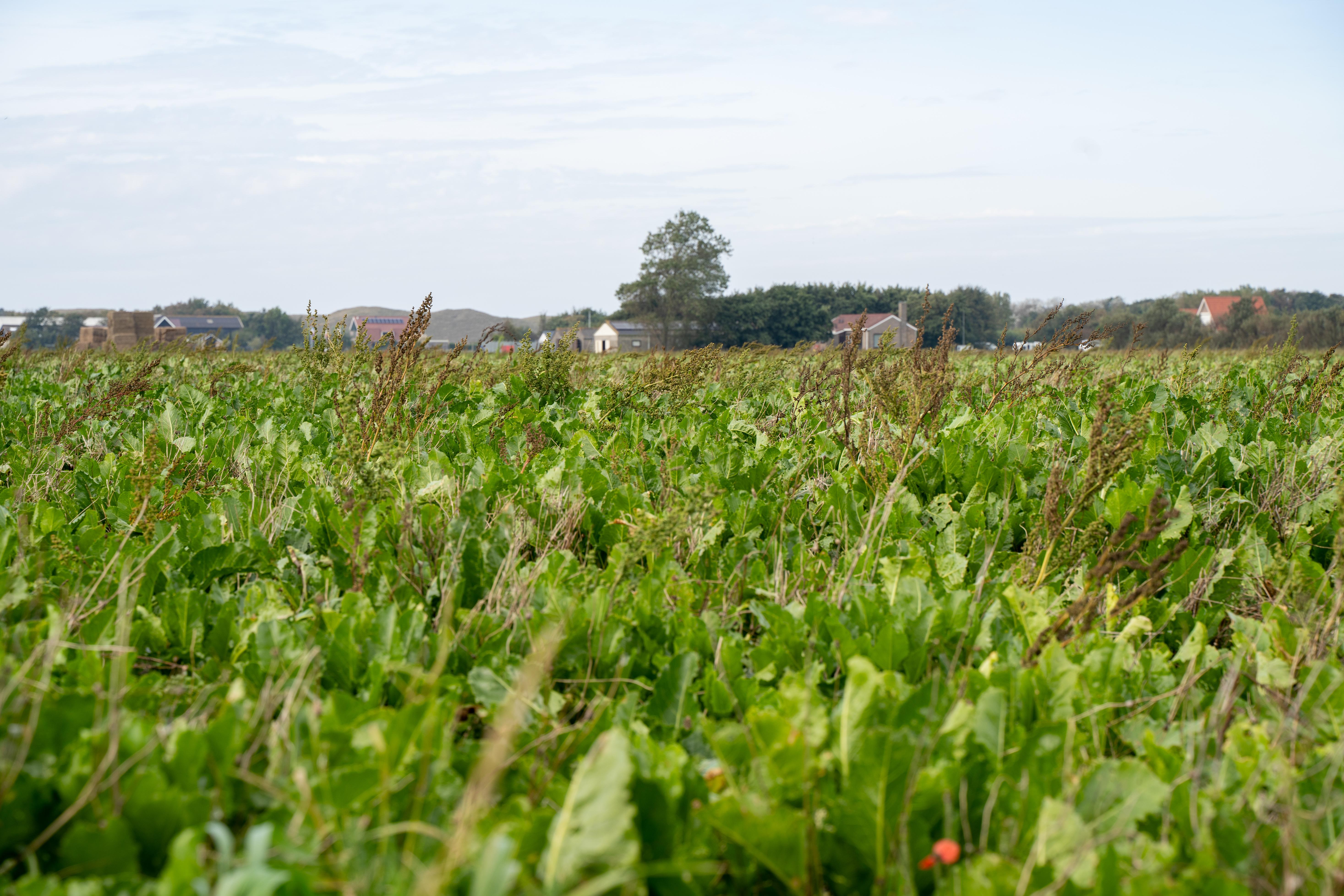 verzilting op perceel