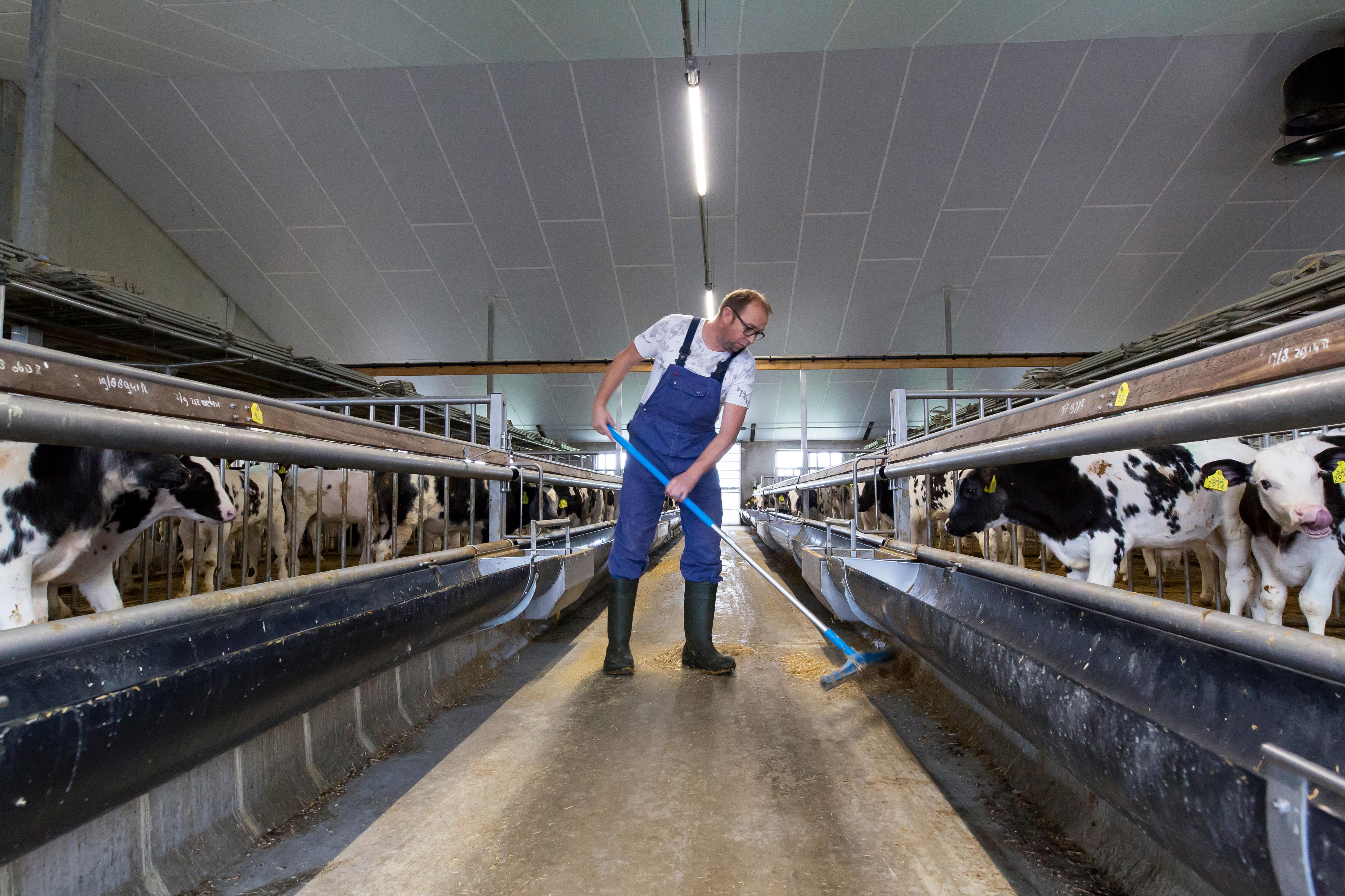 boer in kalverhouderij kennismakelaar