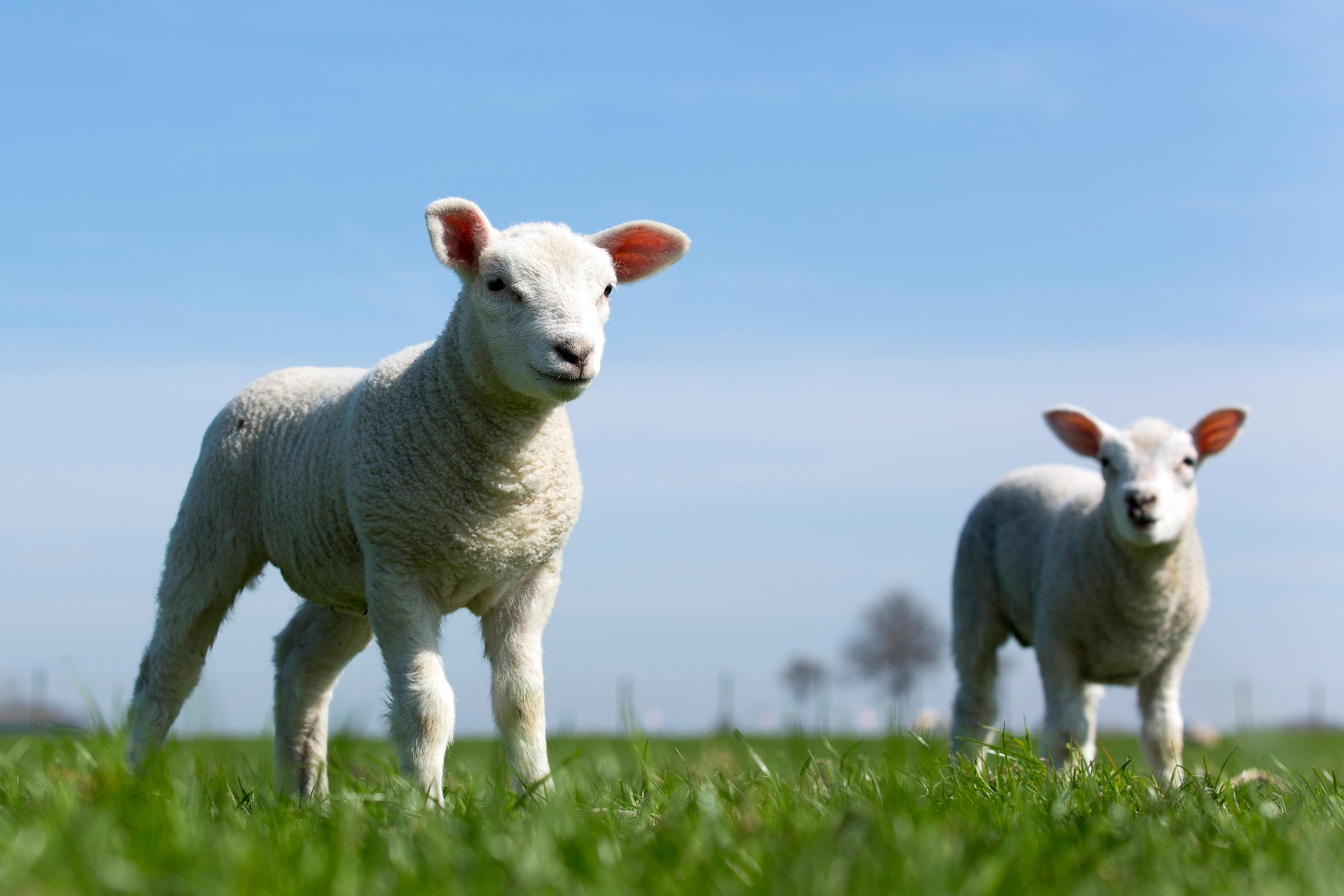 Schaap in de wei