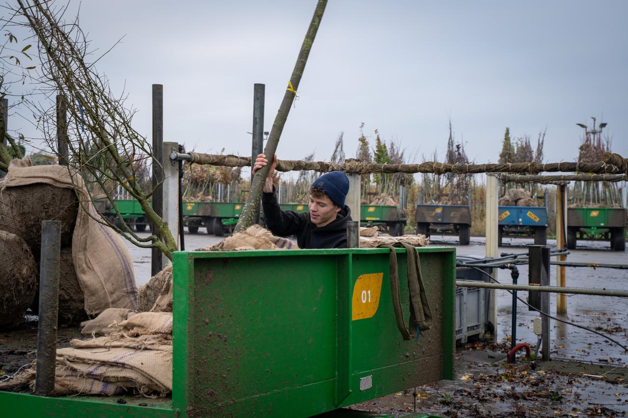 Werknemer laat bomen uit