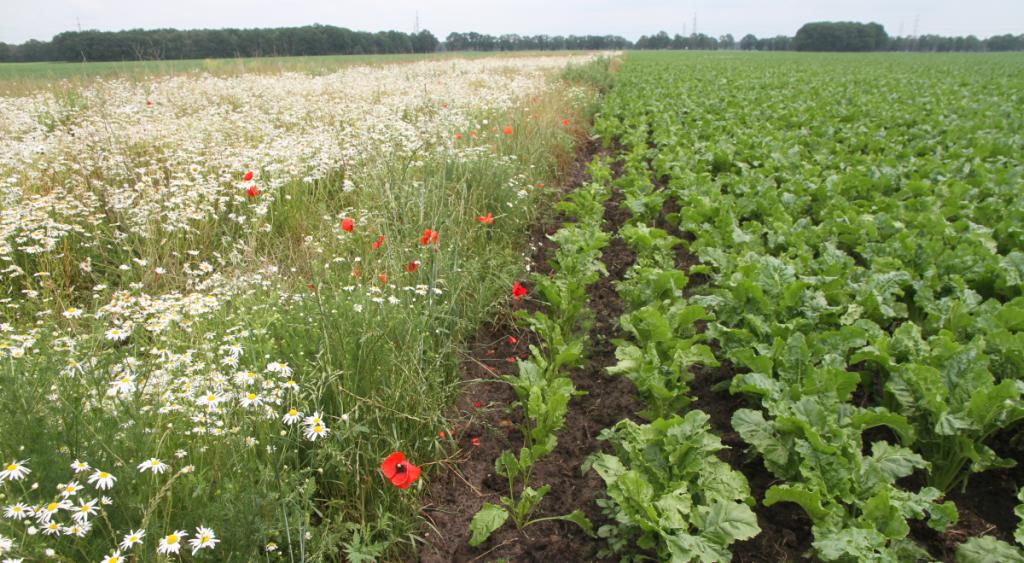 Biologische landbouw akker bloemen