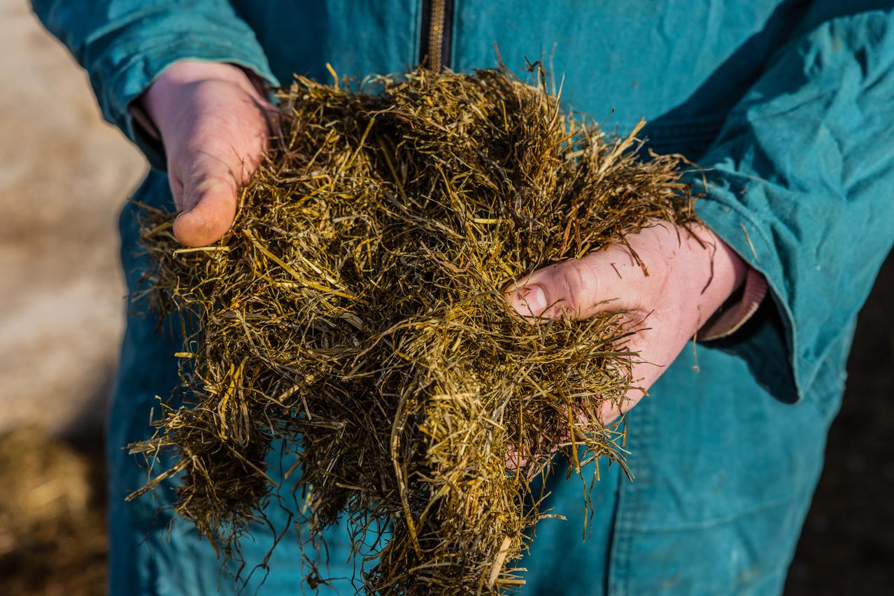 voer voor koeien in handen