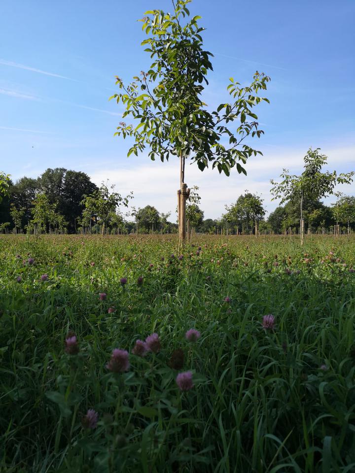 Notenboom